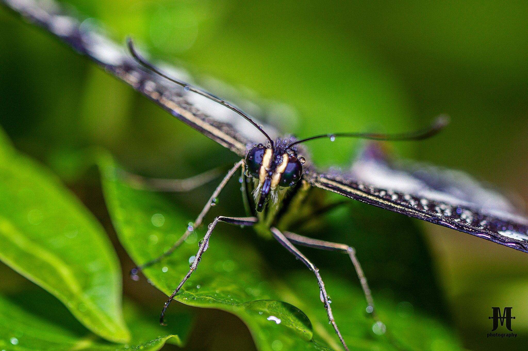 Sony a6000 + Sony FE 90mm F2.8 Macro G OSS sample photo. Front view photography