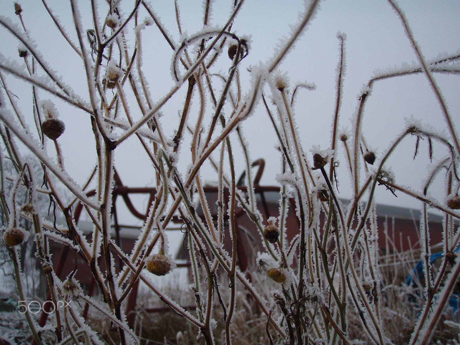 Olympus u720SW,S720SW sample photo. Morning frost photography