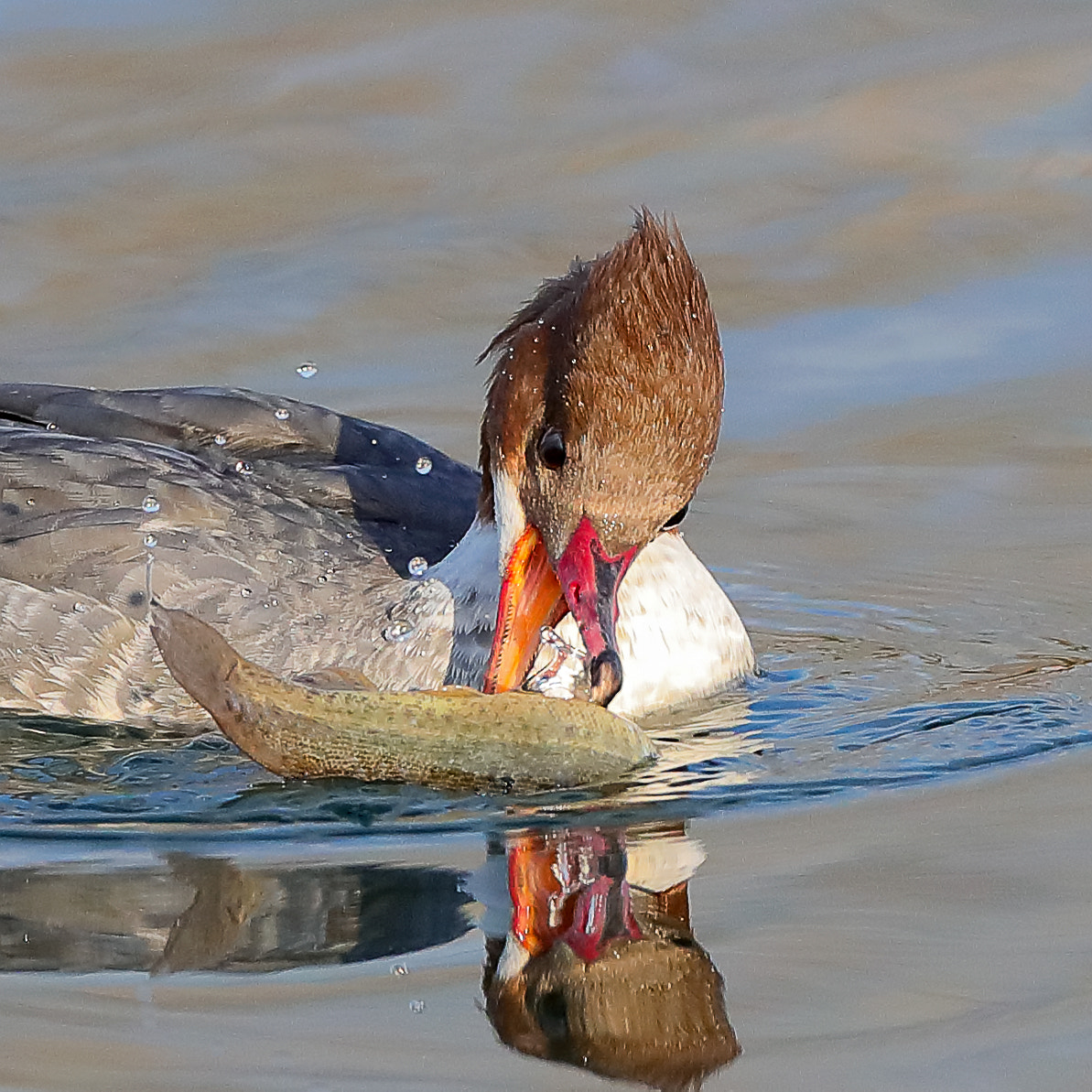 Canon EOS-1D X Mark II + Canon EF 800mm F5.6L IS USM sample photo