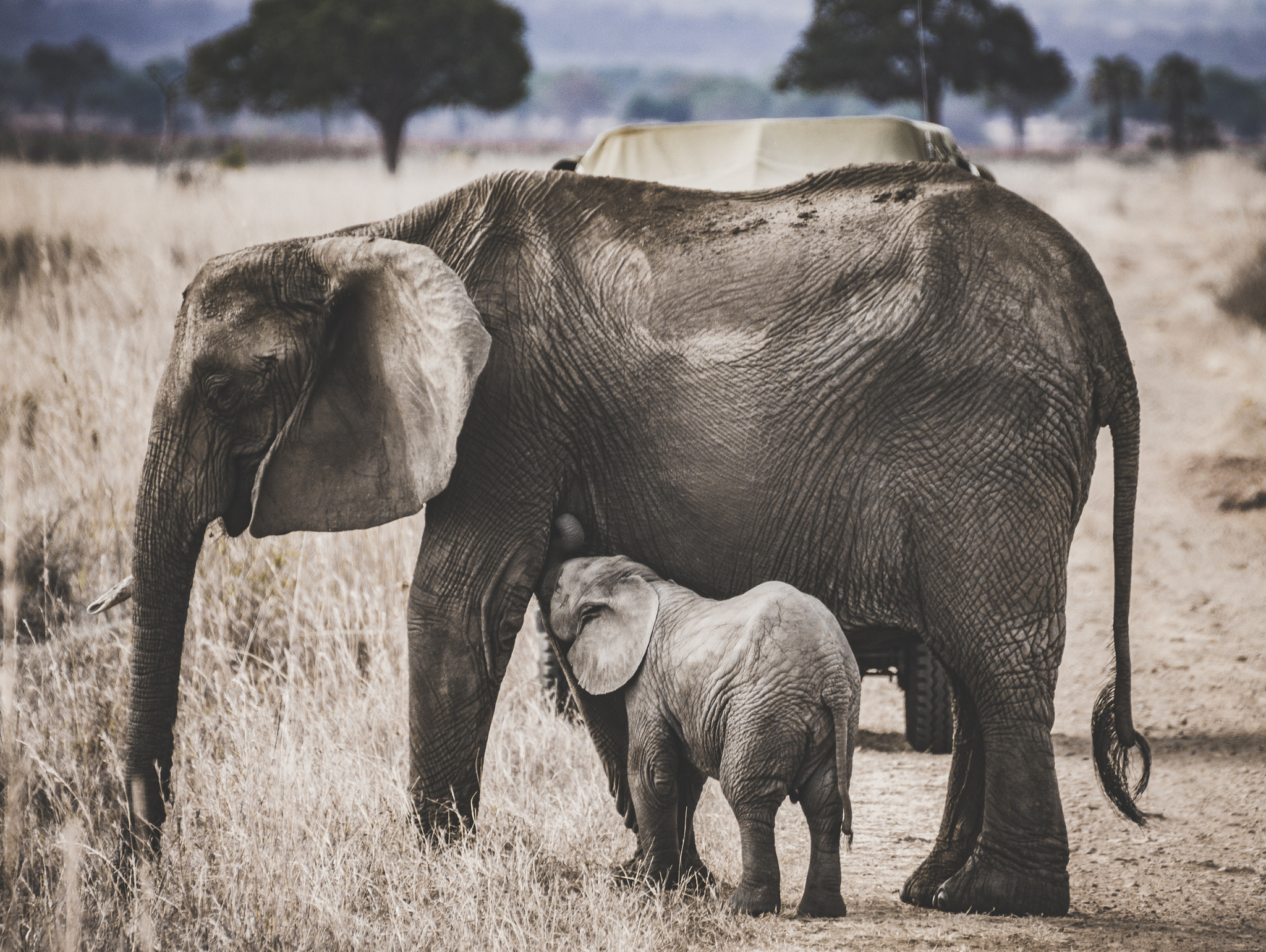 Tamron SP 70-300mm F4-5.6 Di USD sample photo. Elephant calf feeding photography