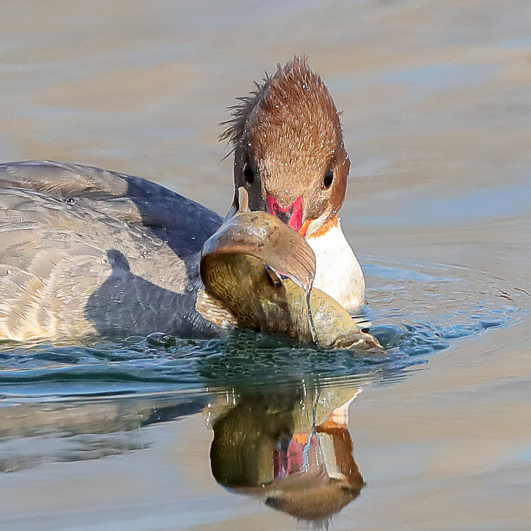 Canon EF 800mm F5.6L IS USM sample photo