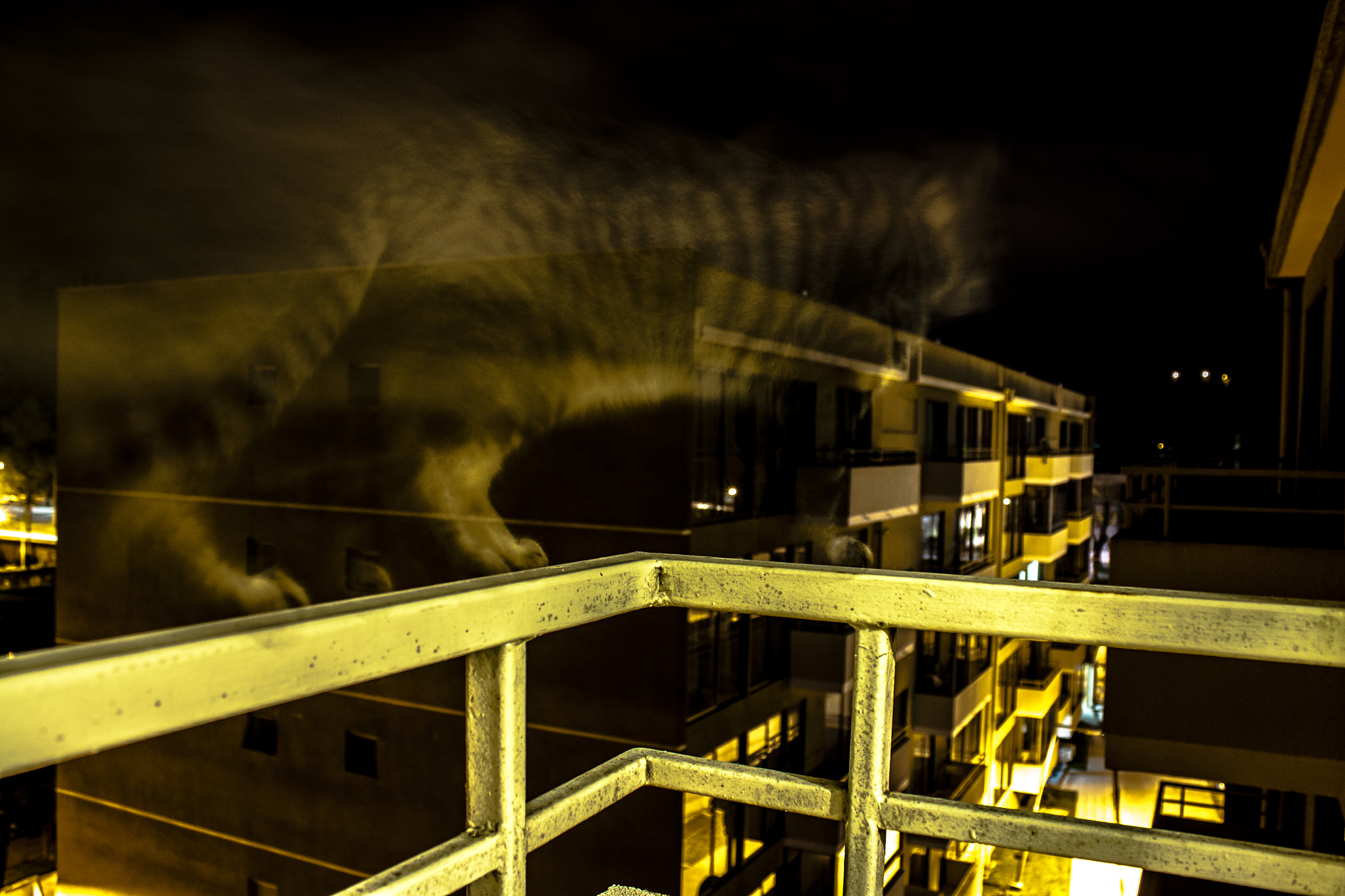 Canon EF-S 18-55mm F3.5-5.6 IS sample photo. Gatito de noche photography