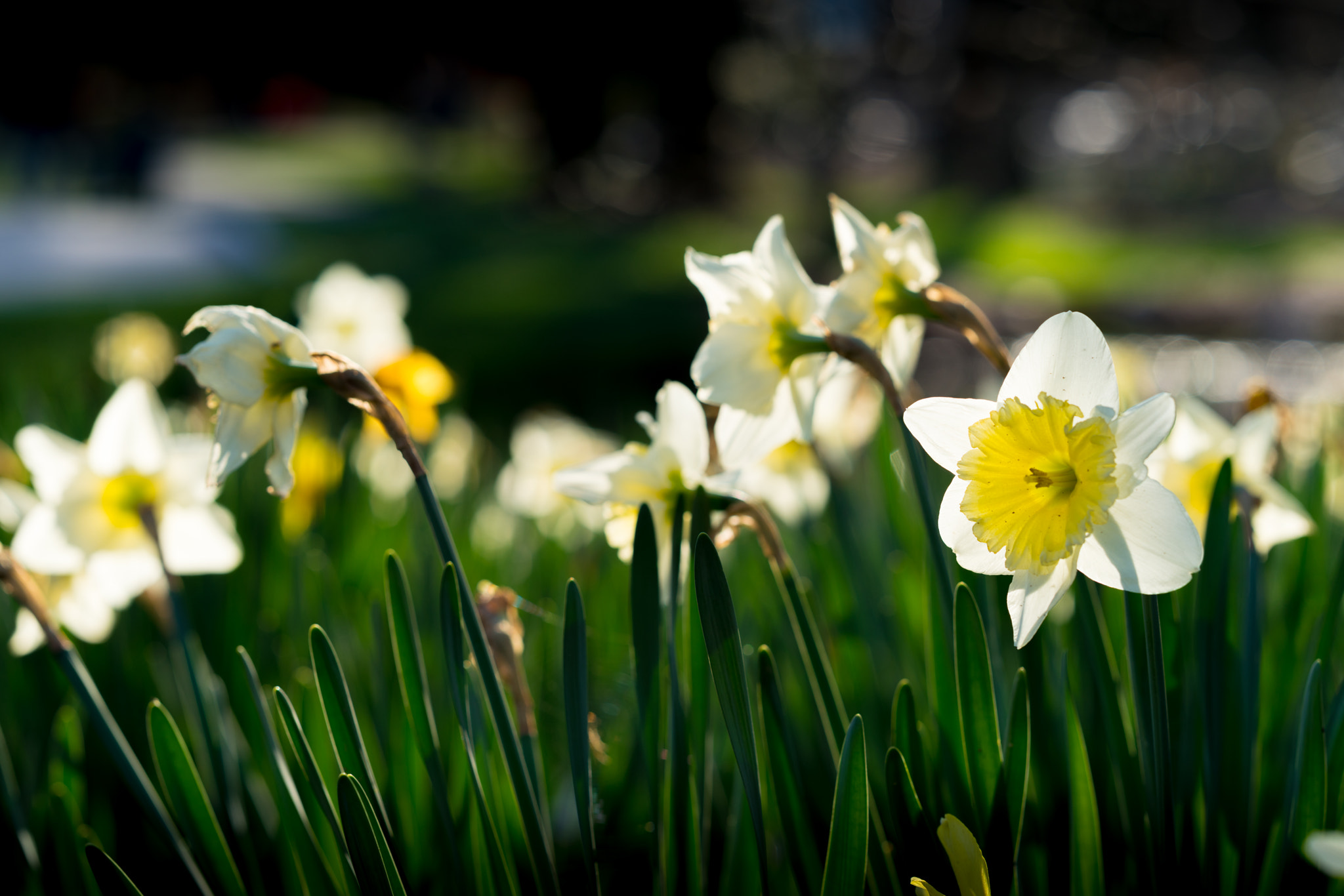ZEISS Batis 85mm F1.8 sample photo. Daffodils at gibbs gardens. photography