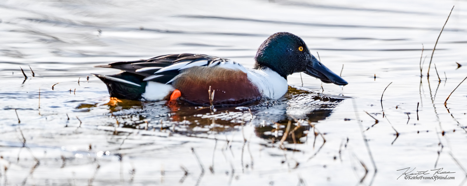 Canon EOS-1D X Mark II sample photo. Northern shoveler photography