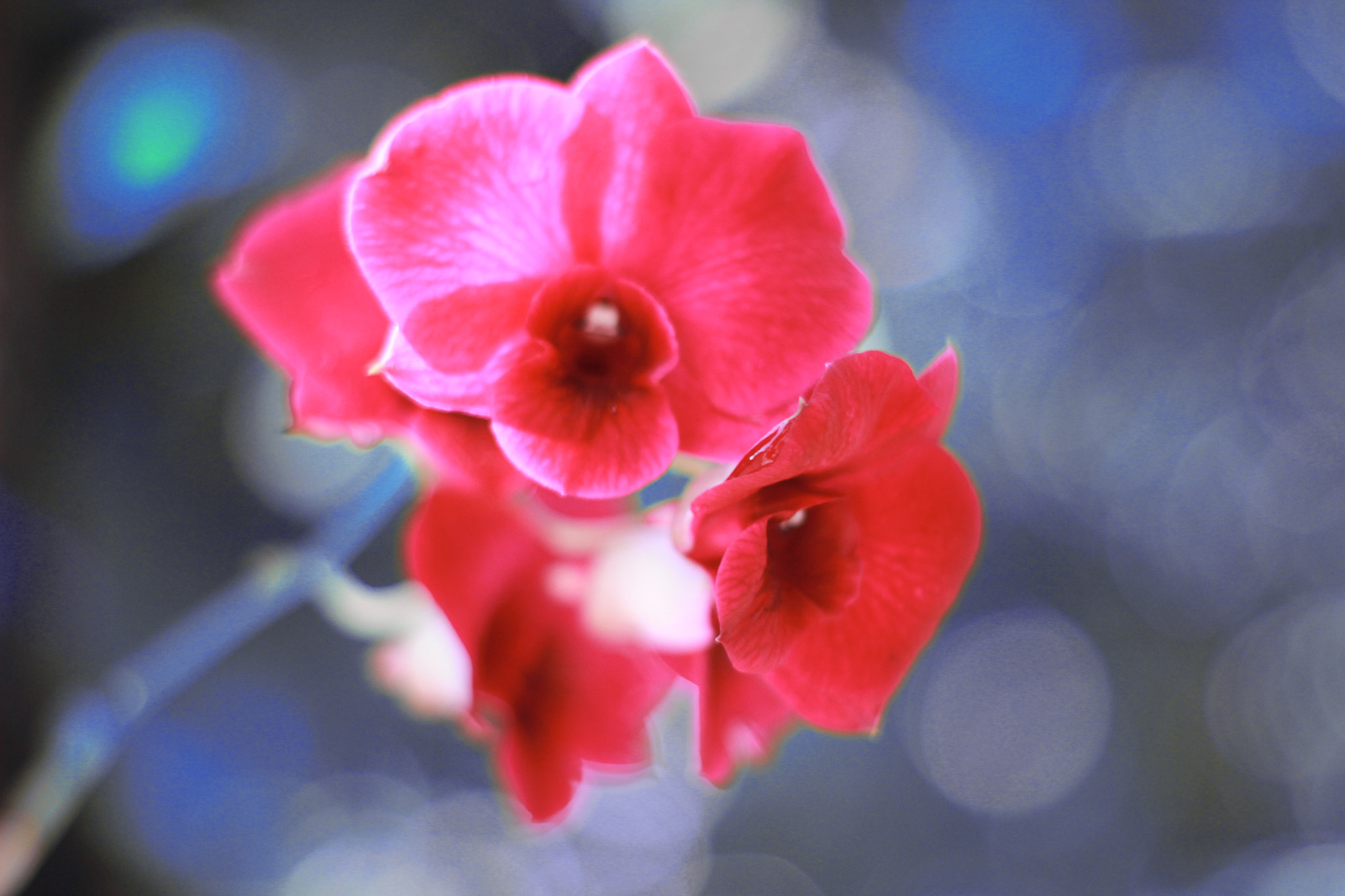 Canon 50mm sample photo
