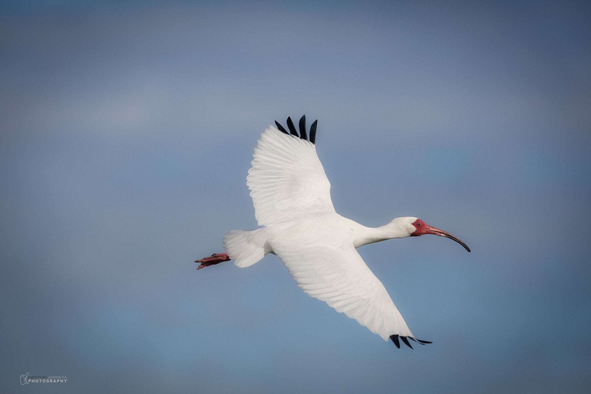 Canon EOS 5DS R + Canon EF 400mm F5.6L USM sample photo. White ibis photography