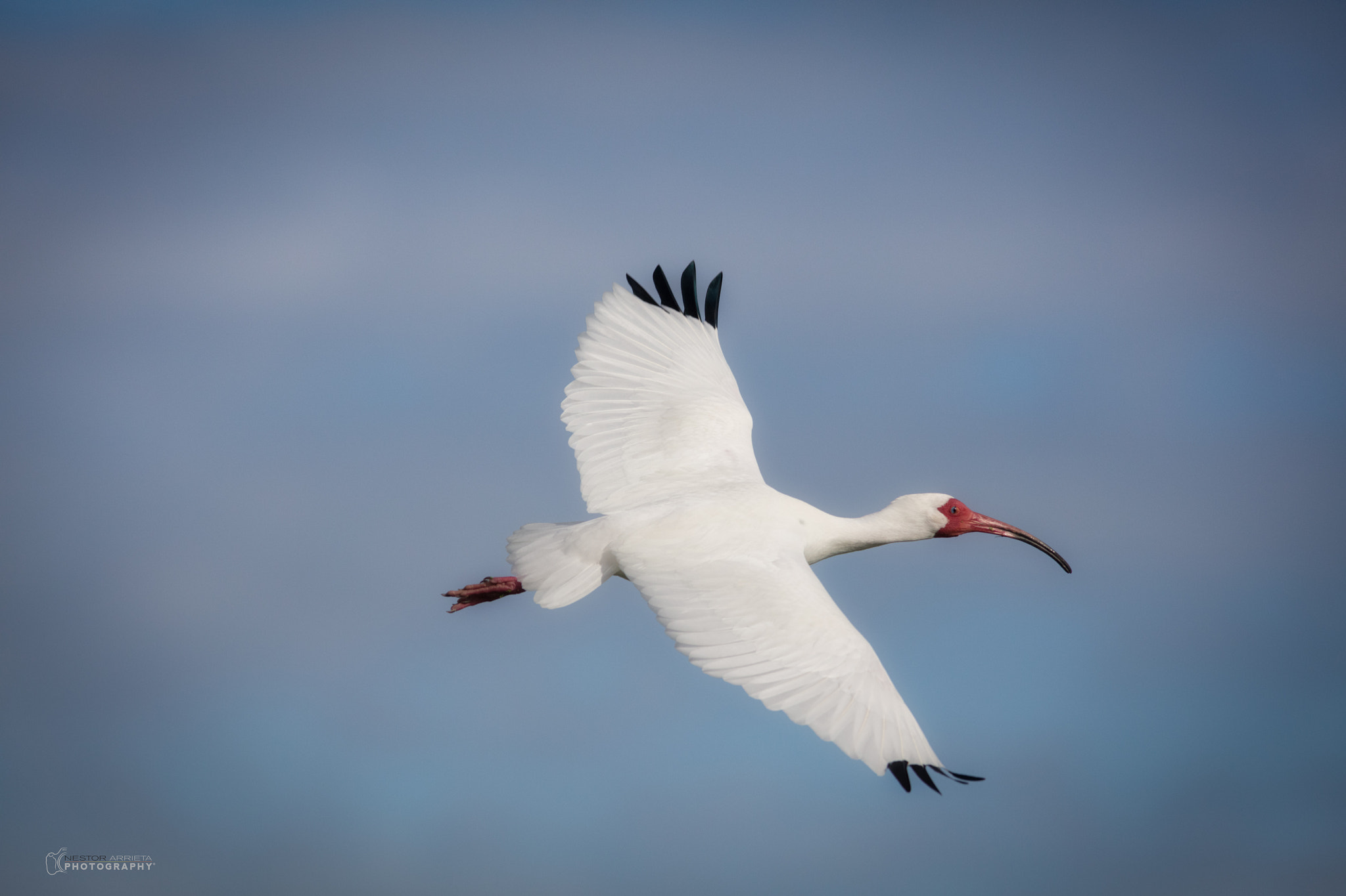 Canon EF 400mm F5.6L USM sample photo. White ibis photography