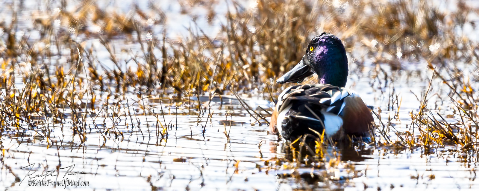 Canon EF 600mm F4L IS II USM sample photo. Northern shoveler photography