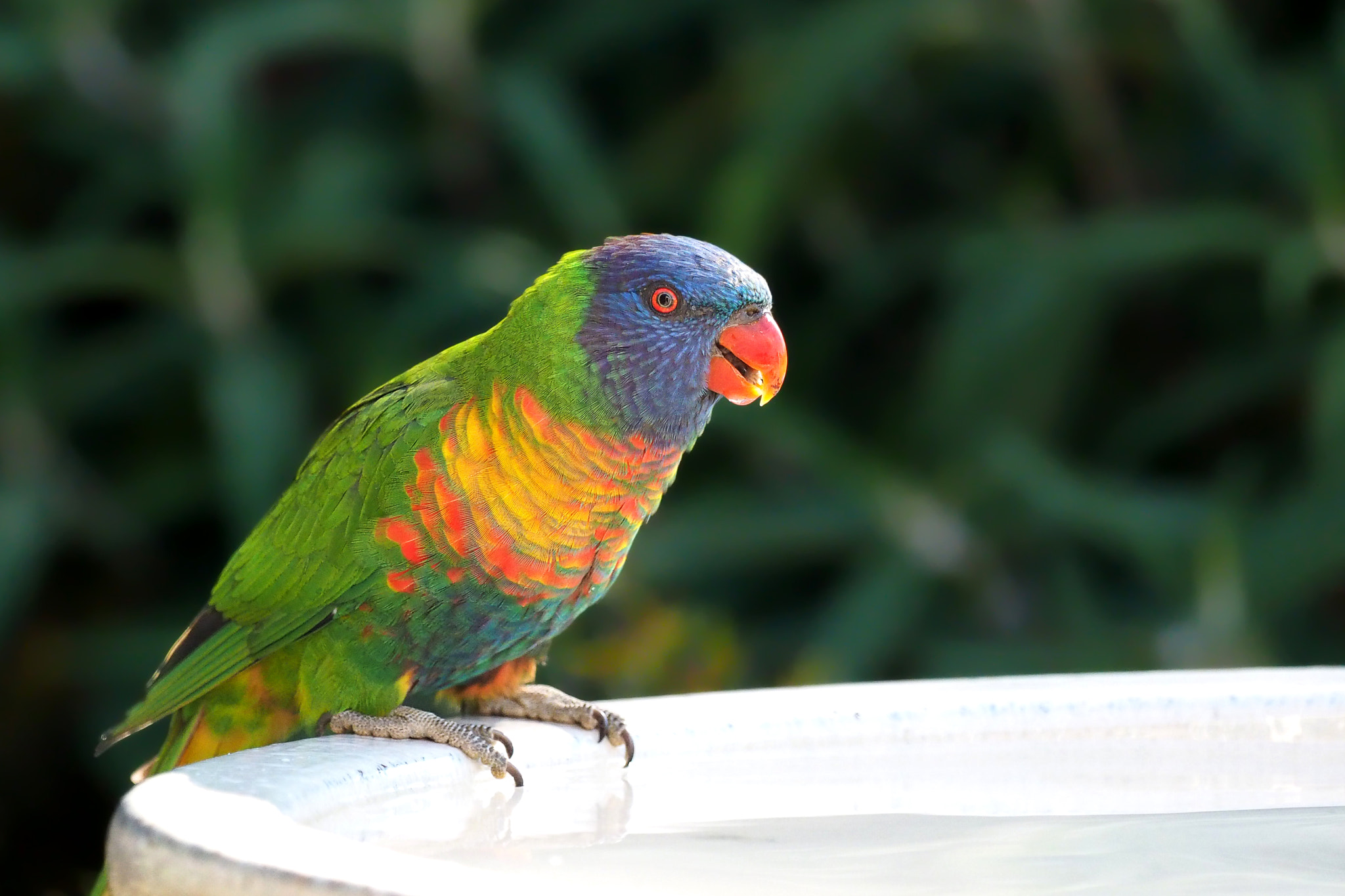 Olympus OM-D E-M1 + OLYMPUS M.300mm F4.0 sample photo. Hybrid lorikeet photography