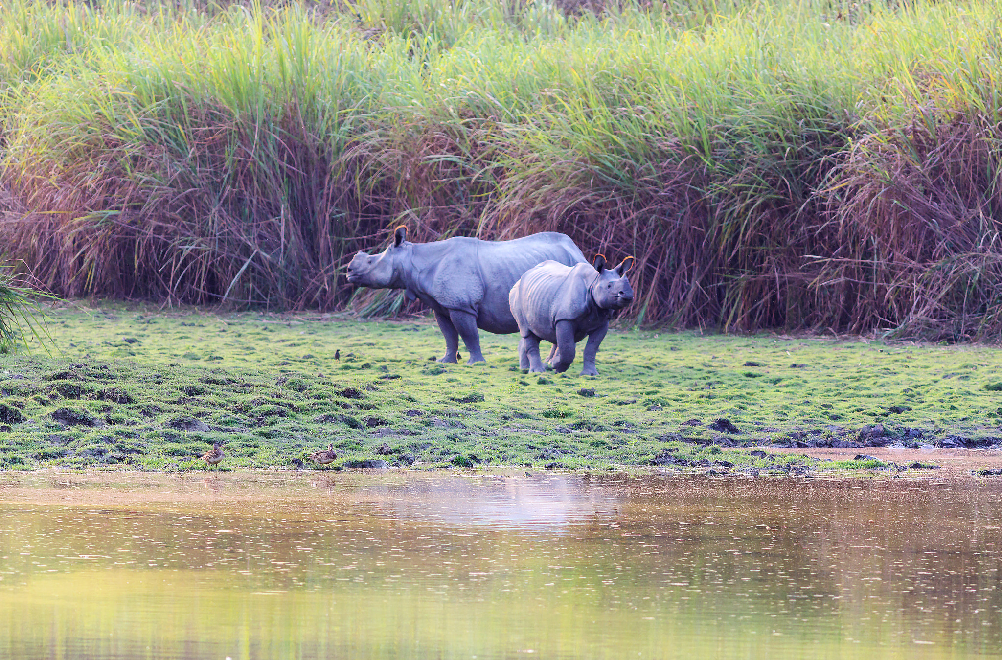 Canon EF 400mm F5.6L USM sample photo. Rhino photography