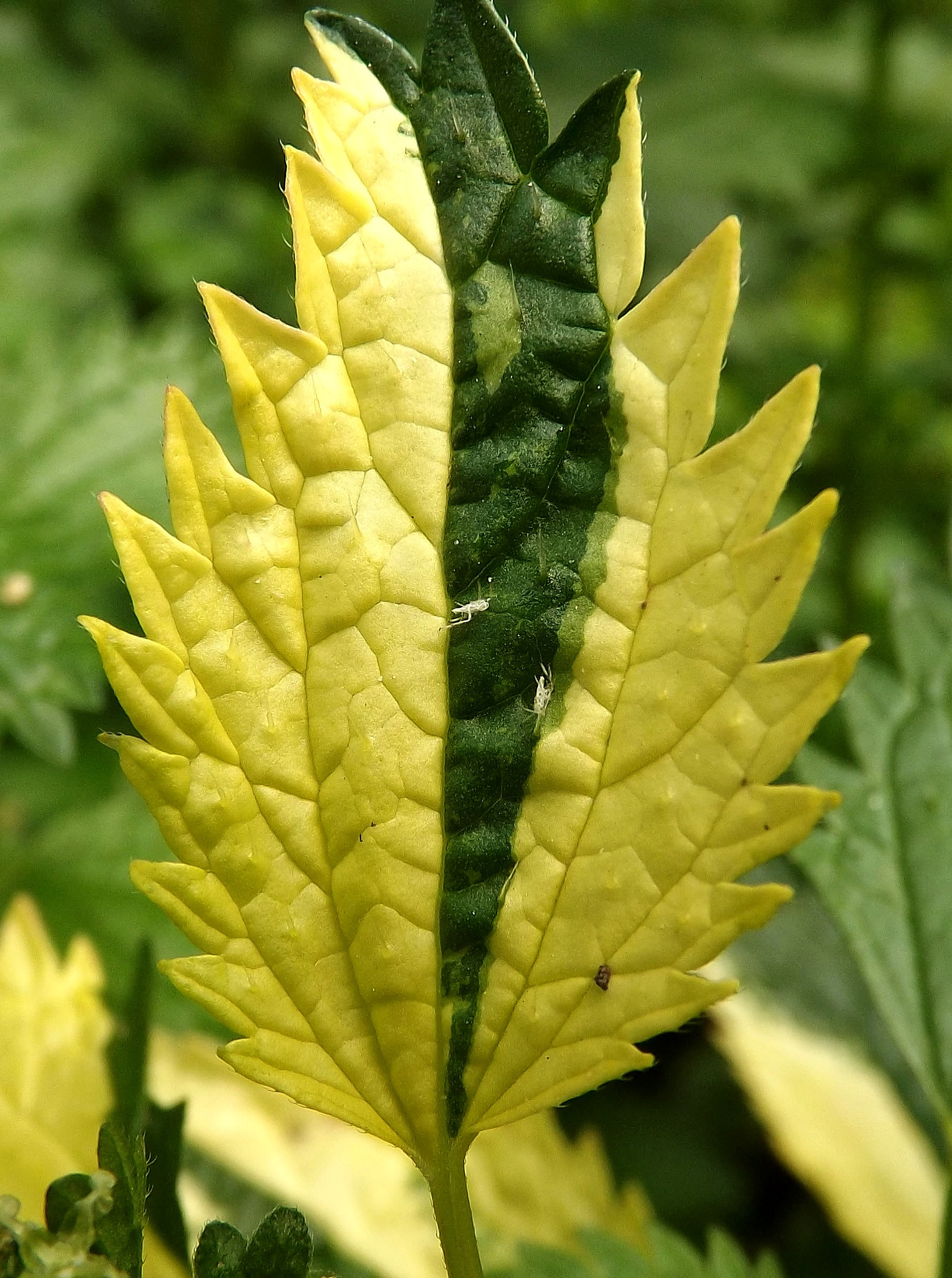 Fujifilm FinePix S4200 sample photo. Variegación urtica urens photography