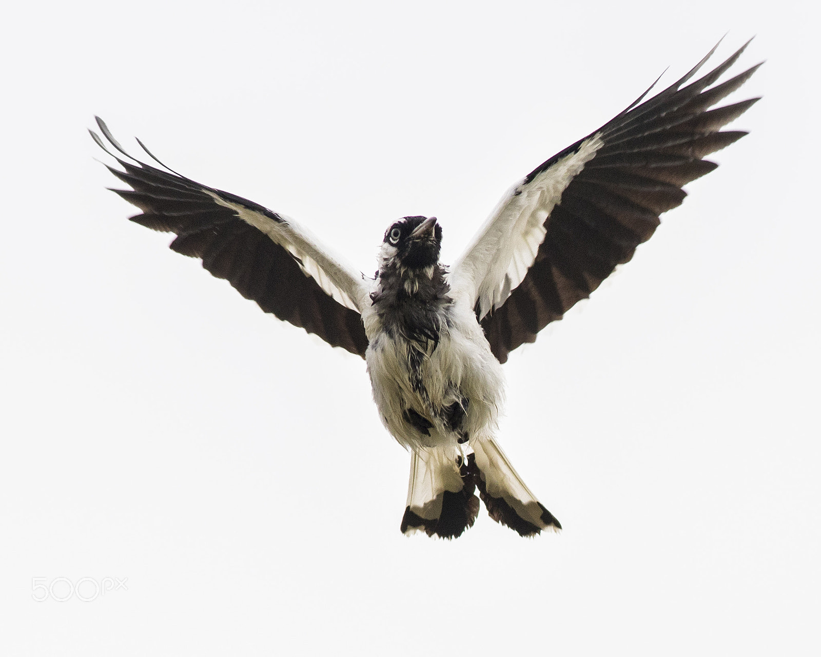 Canon EOS 80D + Canon EF 400mm F5.6L USM sample photo. Magpie lark in flight photography