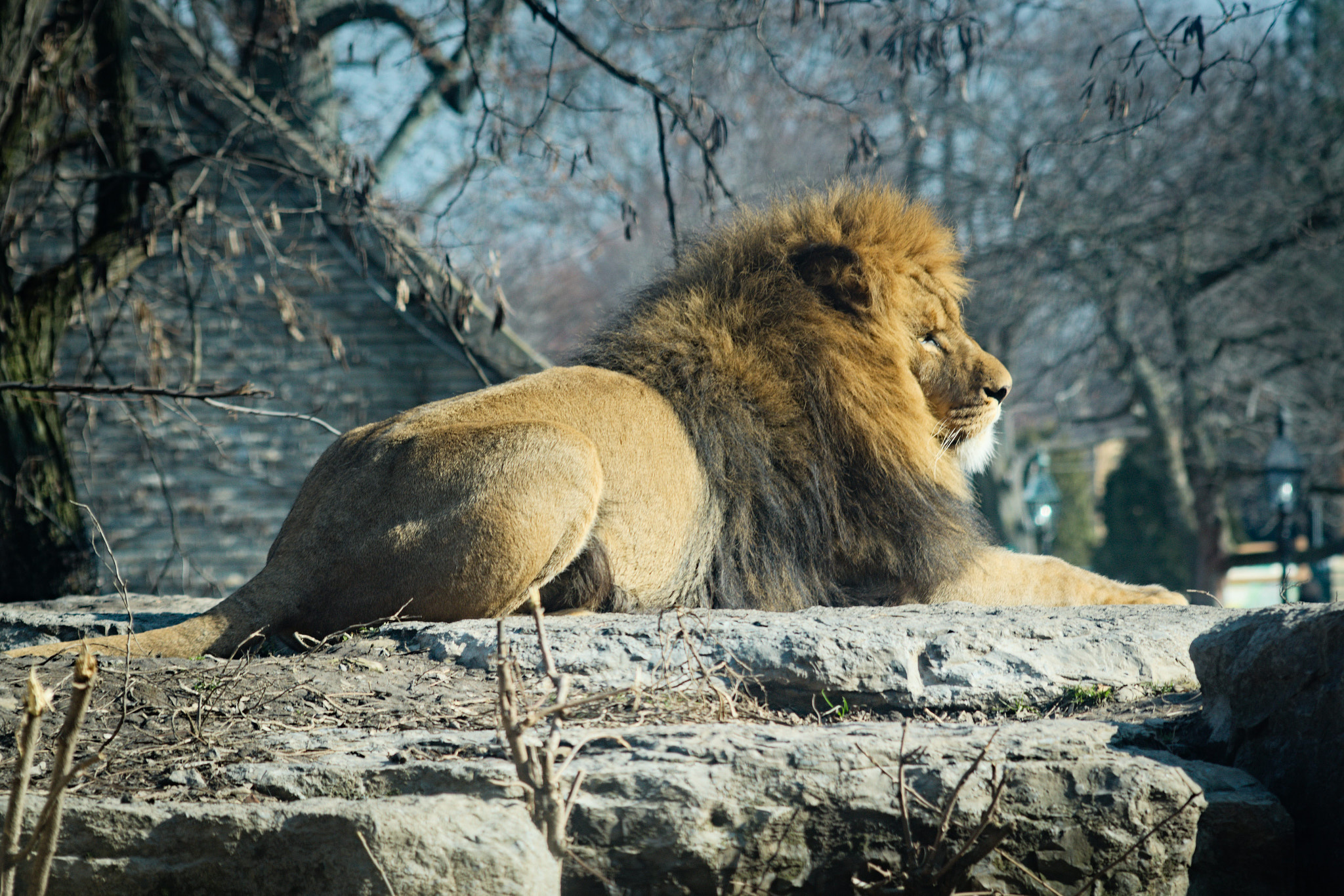AF Zoom-Nikkor 35-135mm f/3.5-4.5 N sample photo. The king of the zoo photography