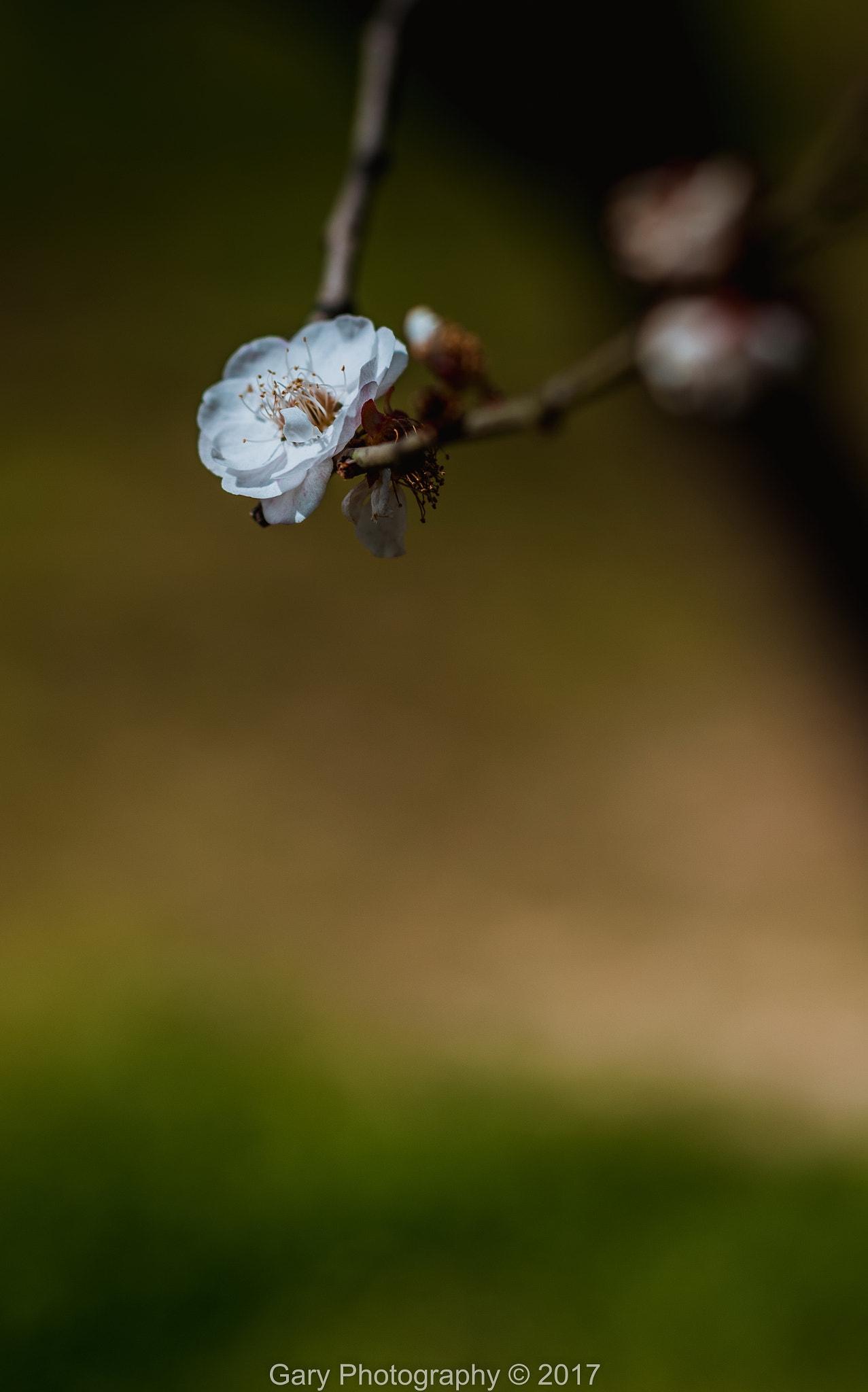 ZEISS Makro-Planar T* 50mm F2 sample photo. 枝间新绿 photography
