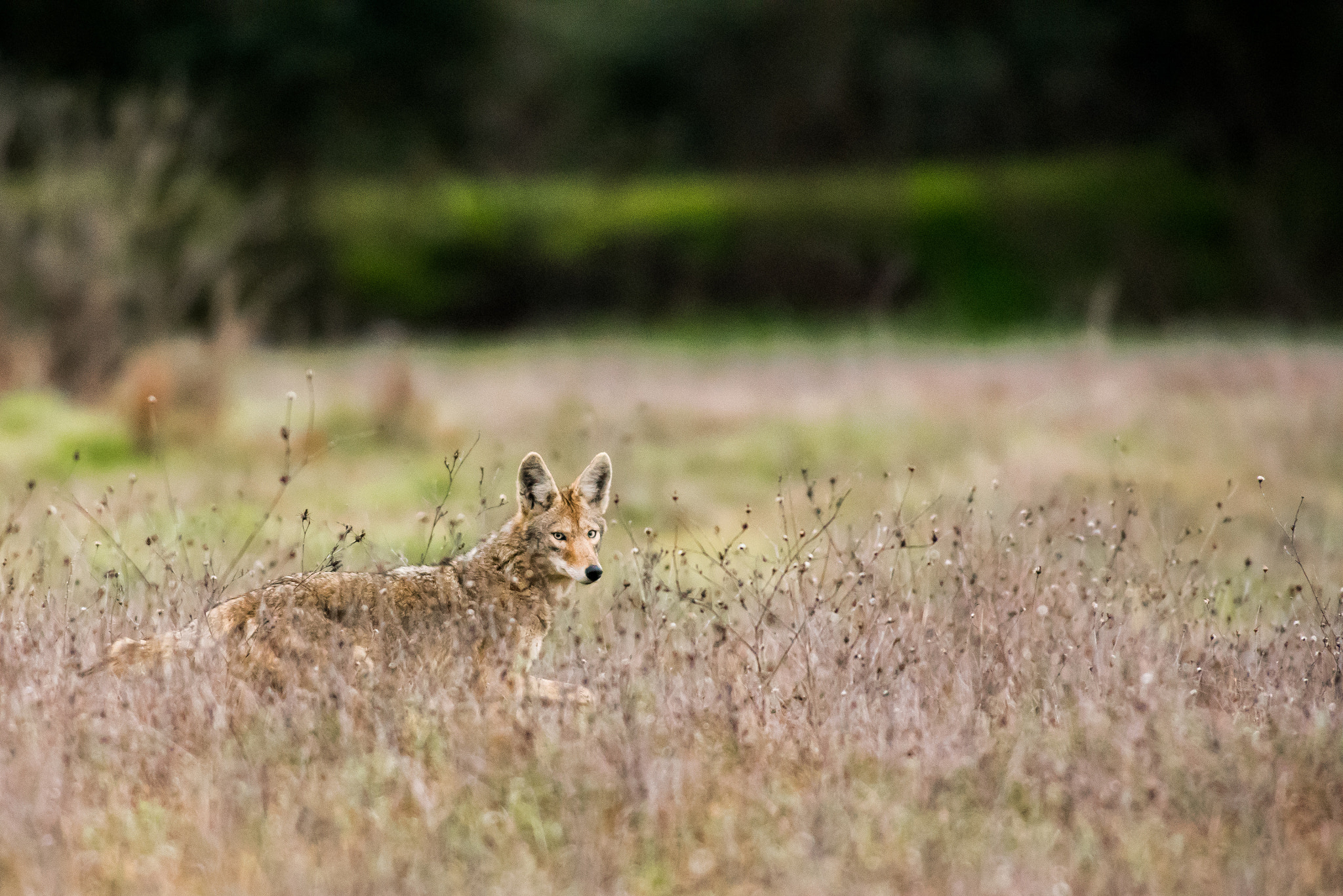 Nikon D750 + Nikon AF-S Nikkor 300mm F2.8G ED VR II sample photo. Coyote photography