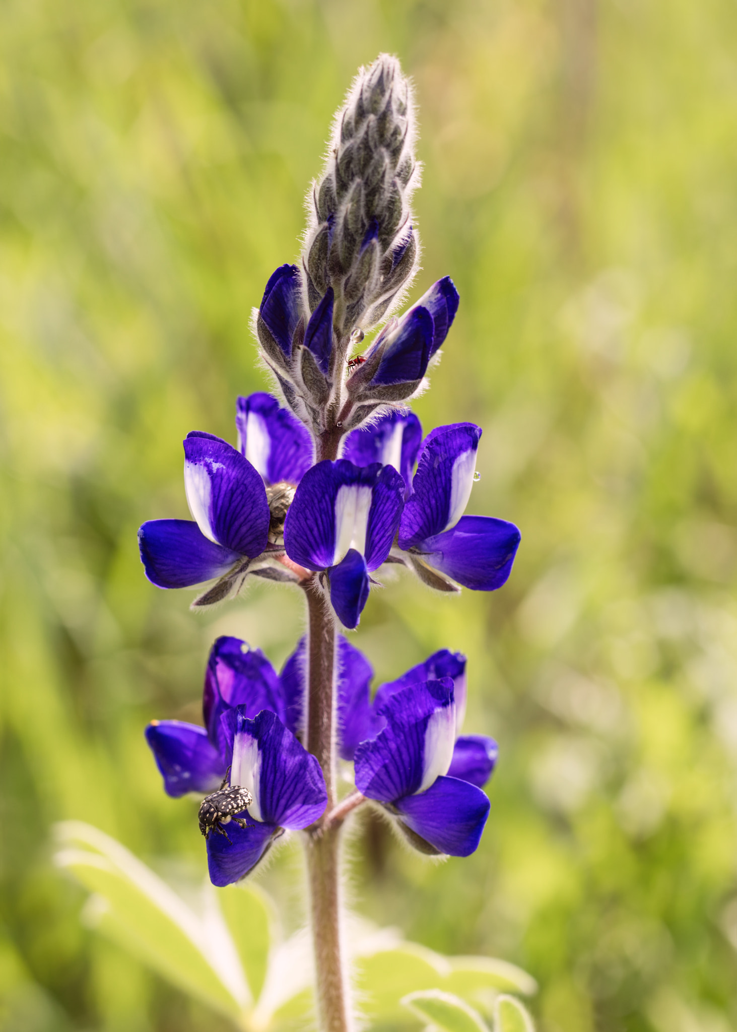 Canon EF 100mm F2.8L Macro IS USM sample photo. Purple flower photography