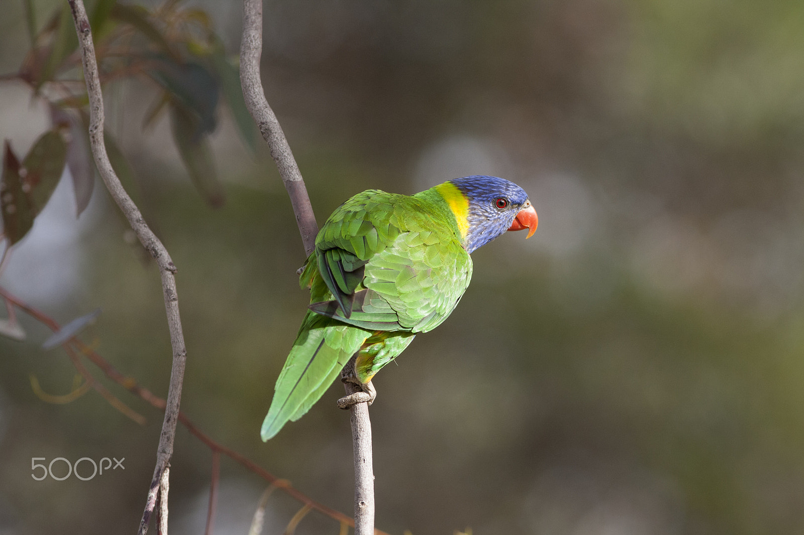 Canon EF 300mm F4L IS USM sample photo. Rainbow lorikeet- lighting by nature photography