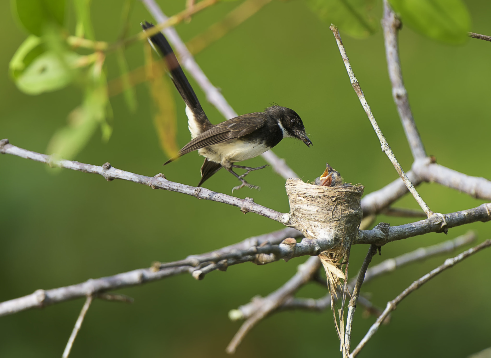 Nikon D500 + Nikon AF-S Nikkor 200-400mm F4G ED-IF VR sample photo. Mummy is home with food photography