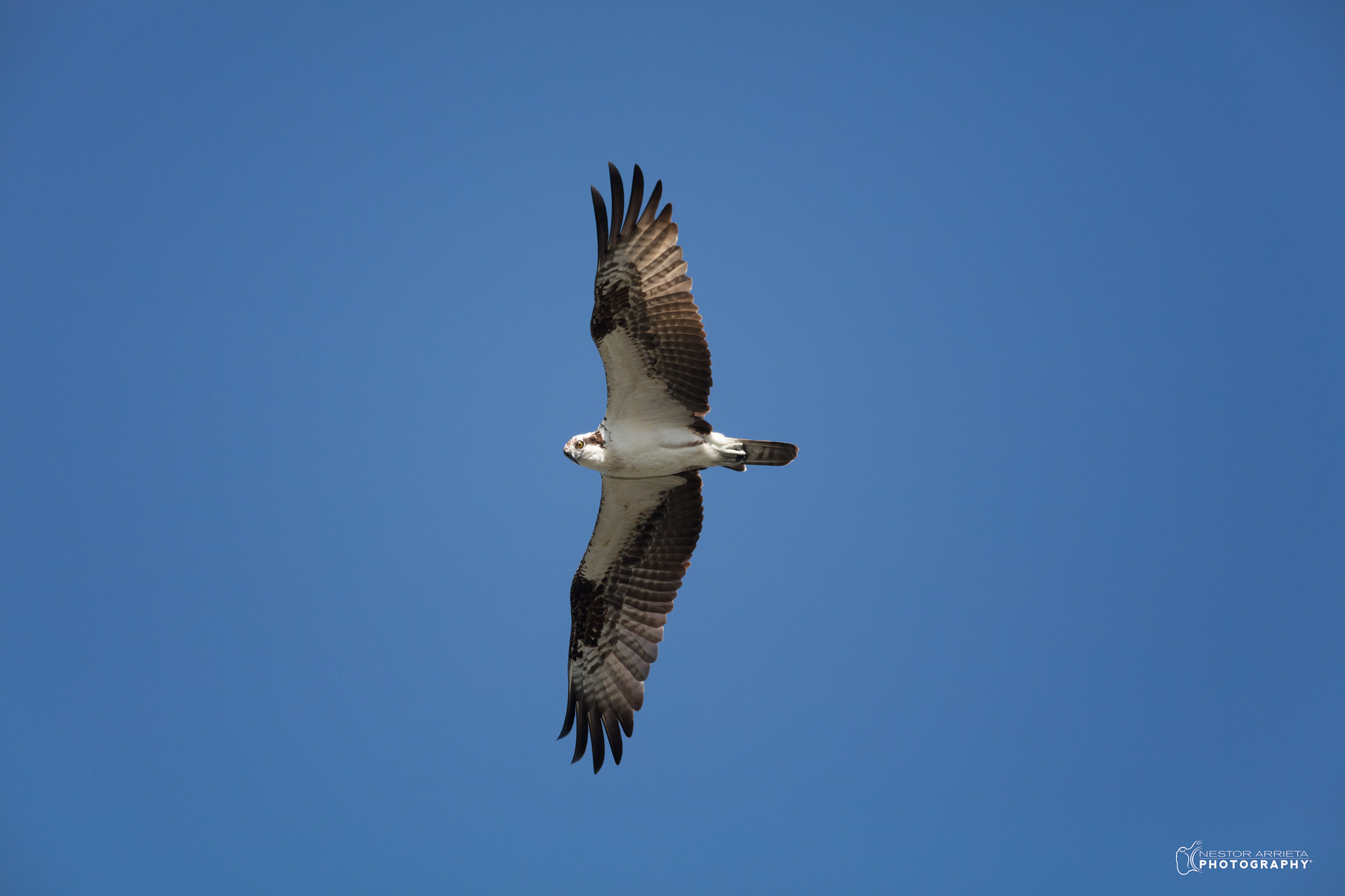 Canon EOS 5DS R + Canon EF 400mm F5.6L USM sample photo. Osprey photography