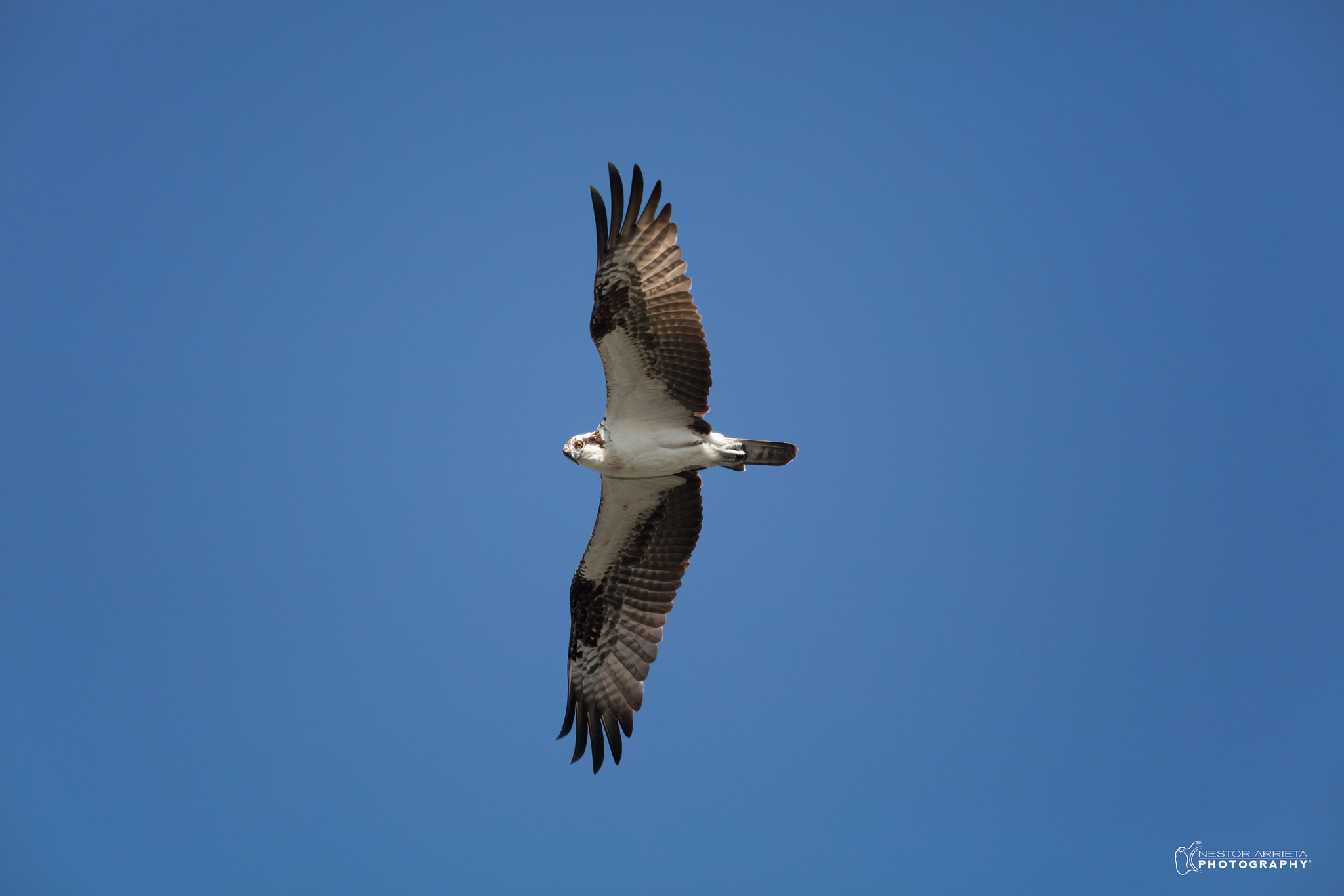 Canon EF 400mm F5.6L USM sample photo. Osprey photography