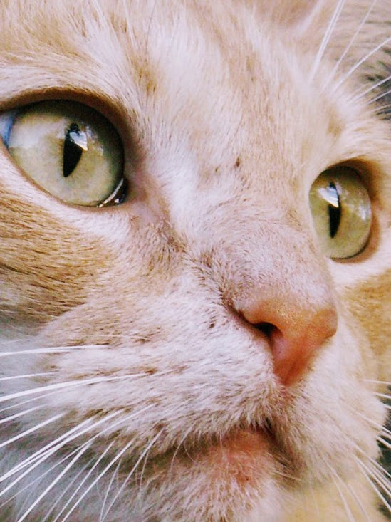 KONICA MINOLTA DiMAGE Z6 sample photo. Orange tabby photography
