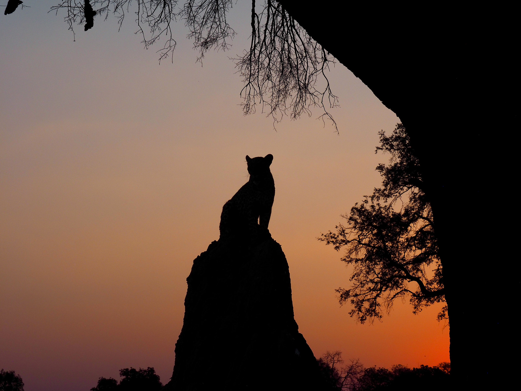 Olympus OM-D E-M1 sample photo. Leopard on a termite mound photography