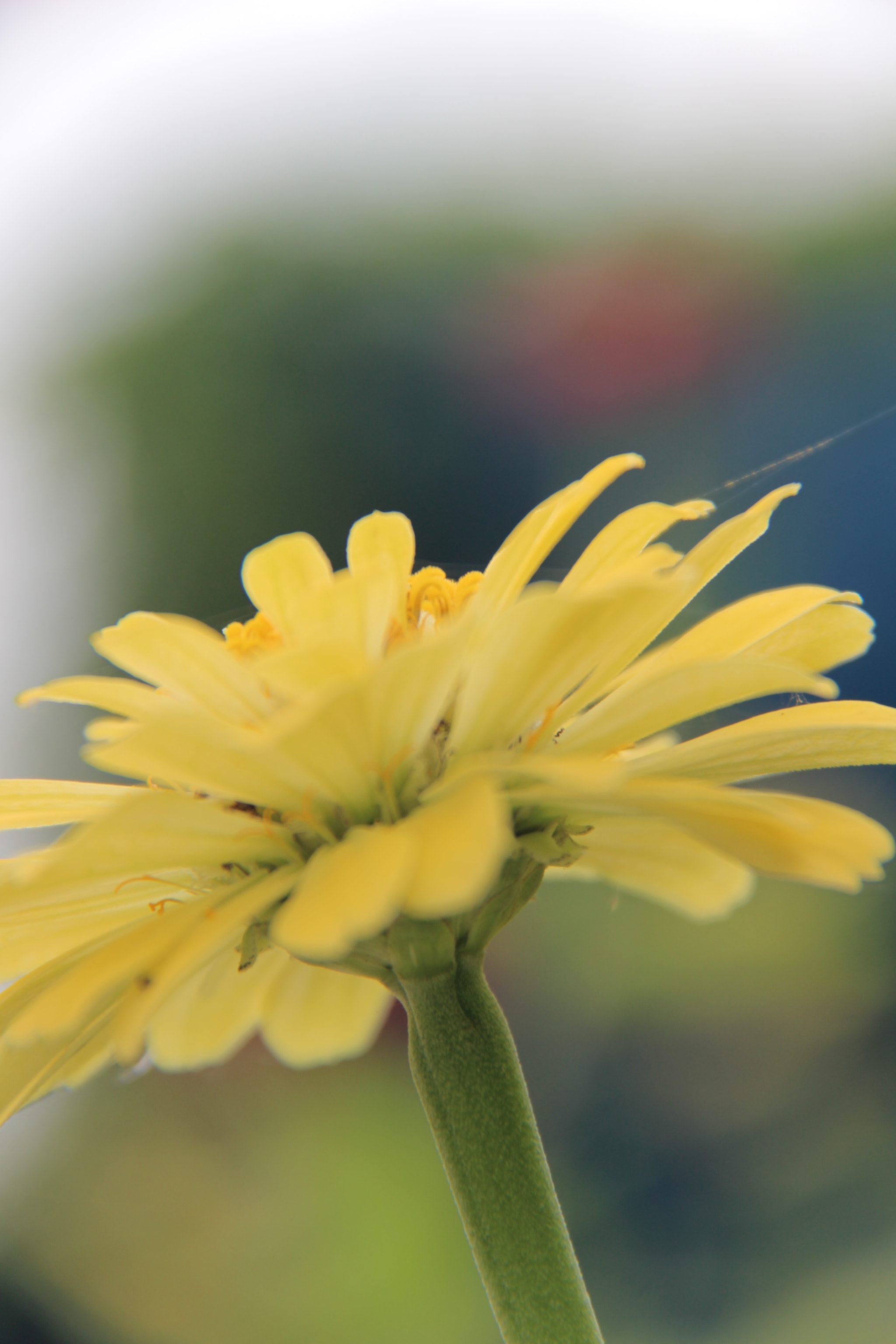 Canon EF-S 18-200mm F3.5-5.6 IS sample photo. 예뻐서````찰칵^^ photography