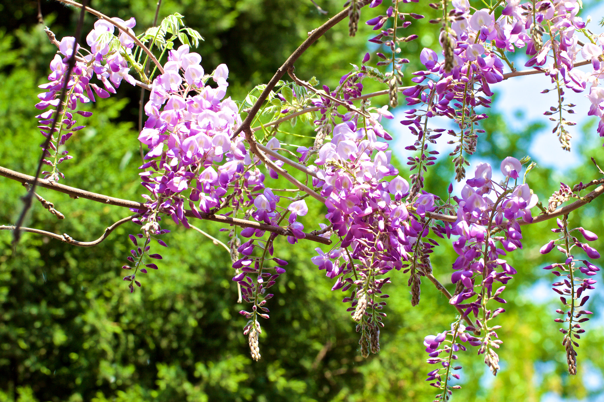 Canon EF 100mm F2.8L Macro IS USM sample photo. Wisteria photography