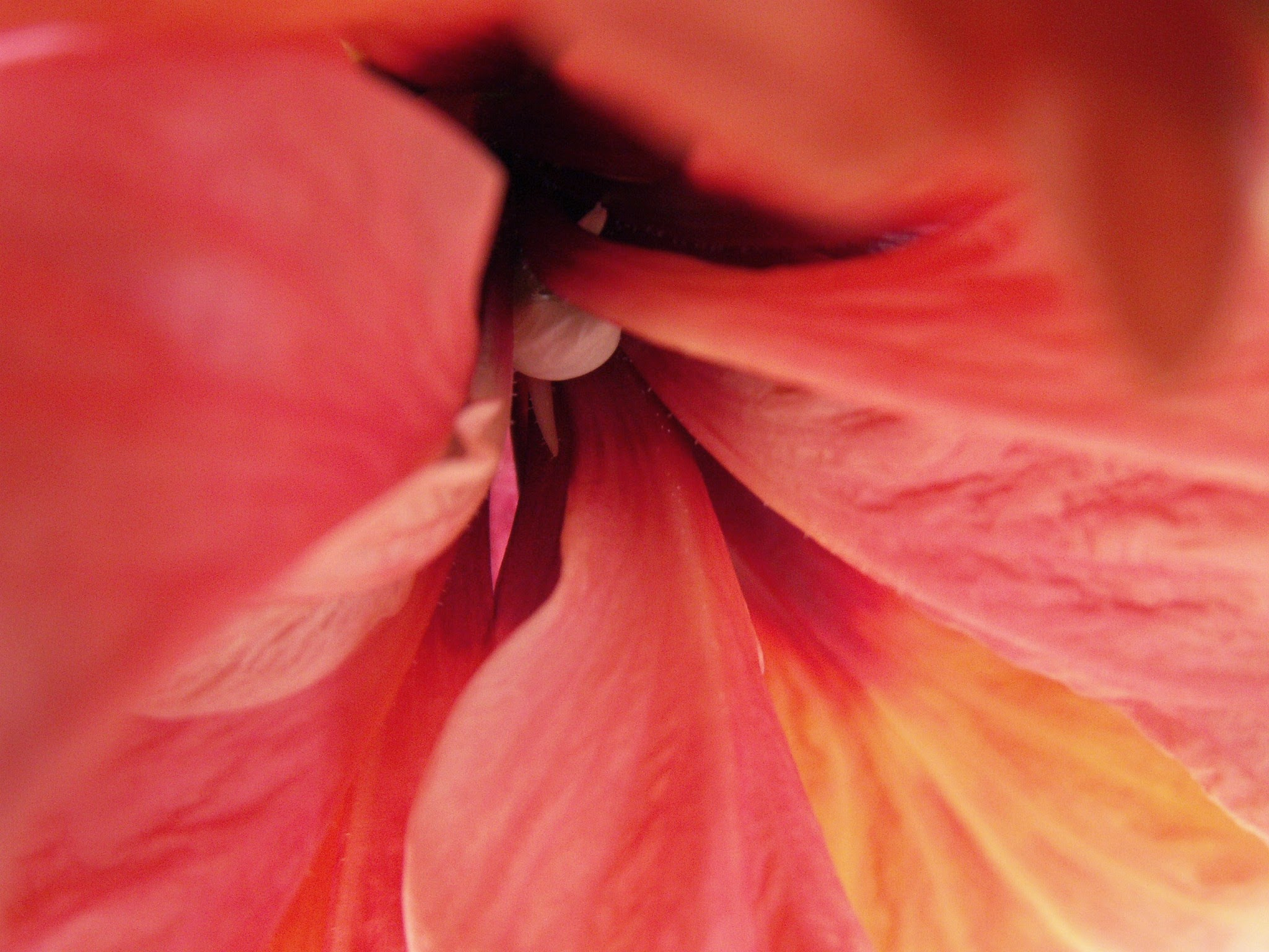 KONICA MINOLTA DiMAGE Z6 sample photo. Flower photography