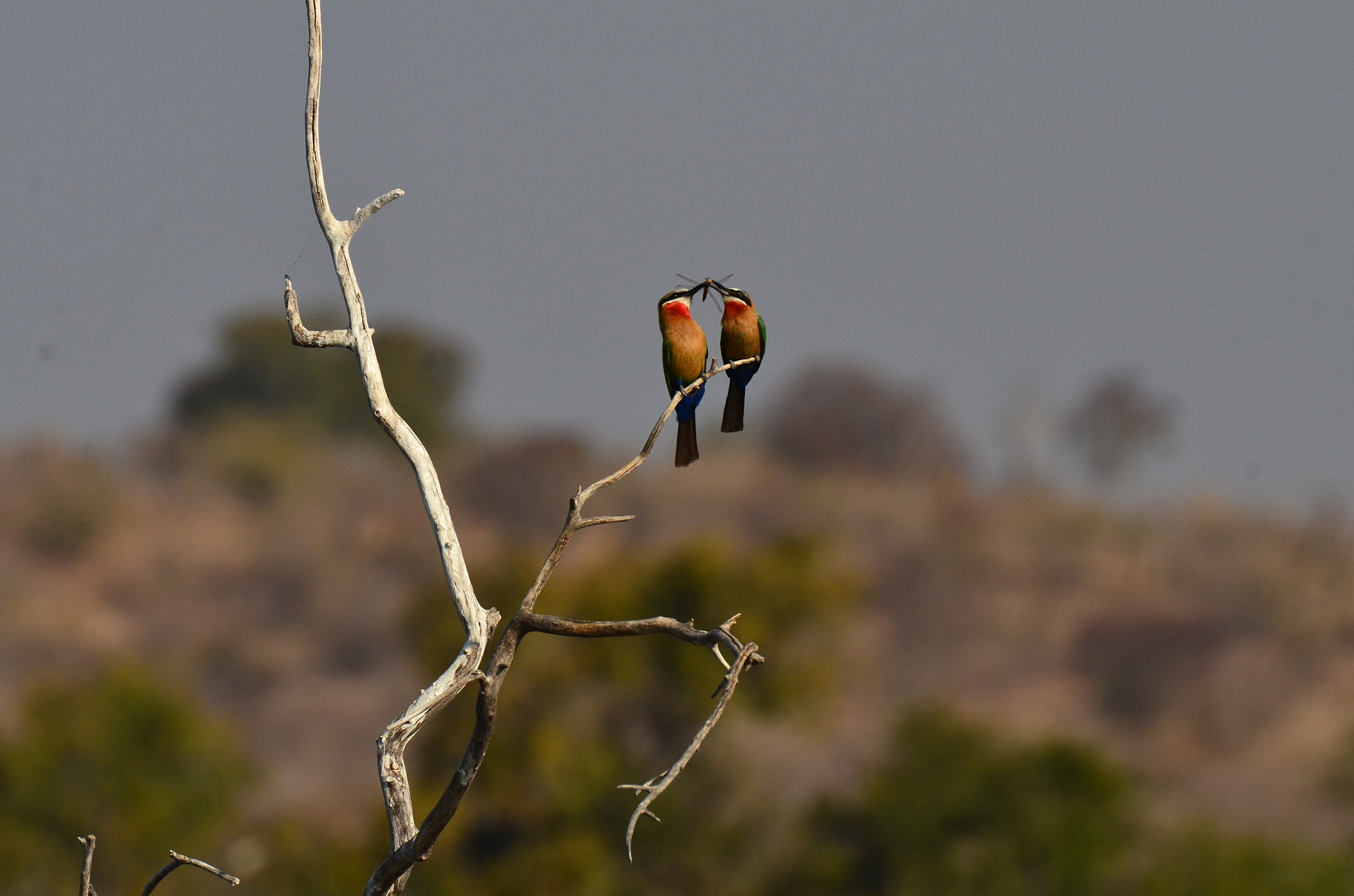 Nikon AF-S Nikkor 70-200mm F2.8G ED VR II sample photo