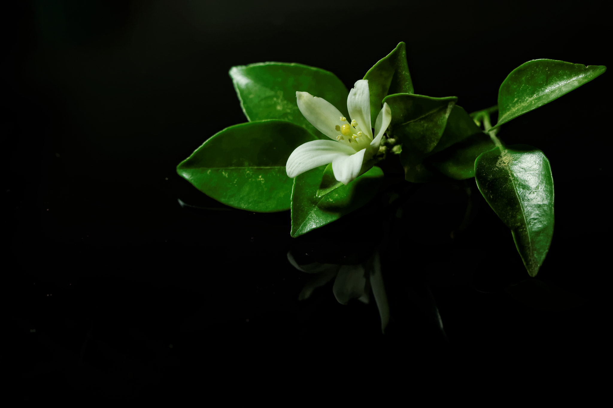 Canon EOS 550D (EOS Rebel T2i / EOS Kiss X4) + Canon EF 100mm F2.8 Macro USM sample photo. Mandarin flower photography