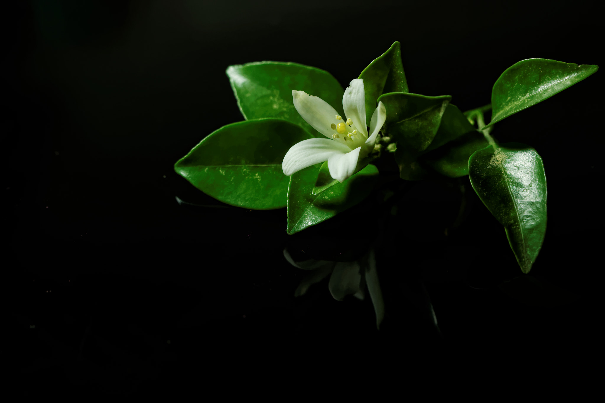 Canon EF 100mm F2.8 Macro USM sample photo. Mandarin flower photography