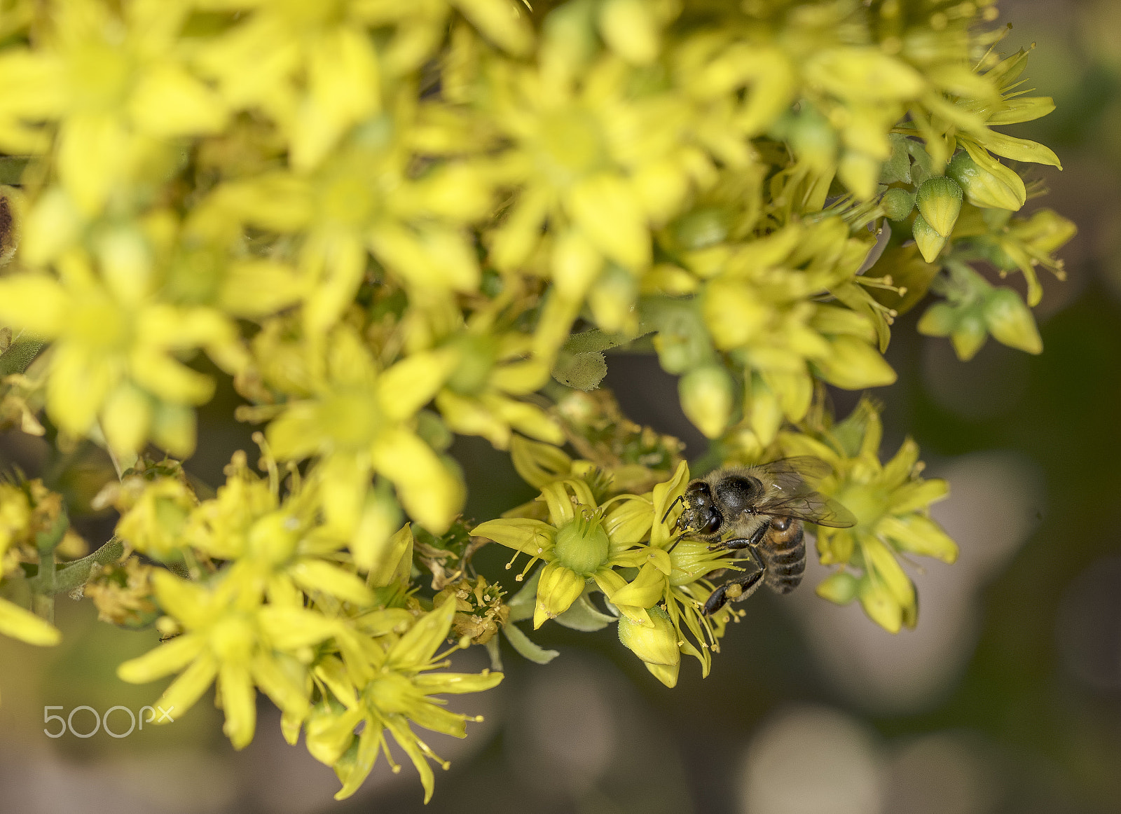 Sony a7R + Sony FE 90mm F2.8 Macro G OSS sample photo. Nectar harvest bee photography