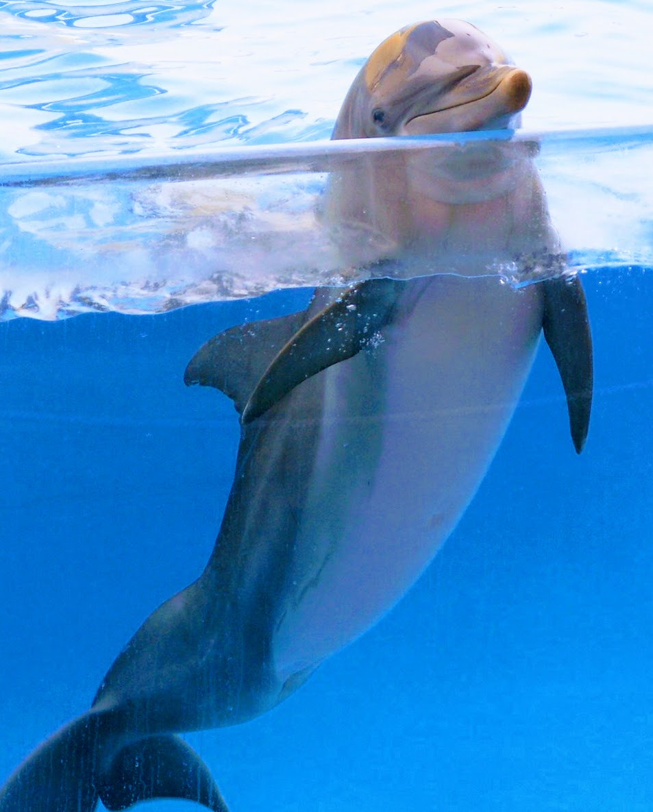 KONICA MINOLTA DiMAGE Z6 sample photo. Curious dolphin photography