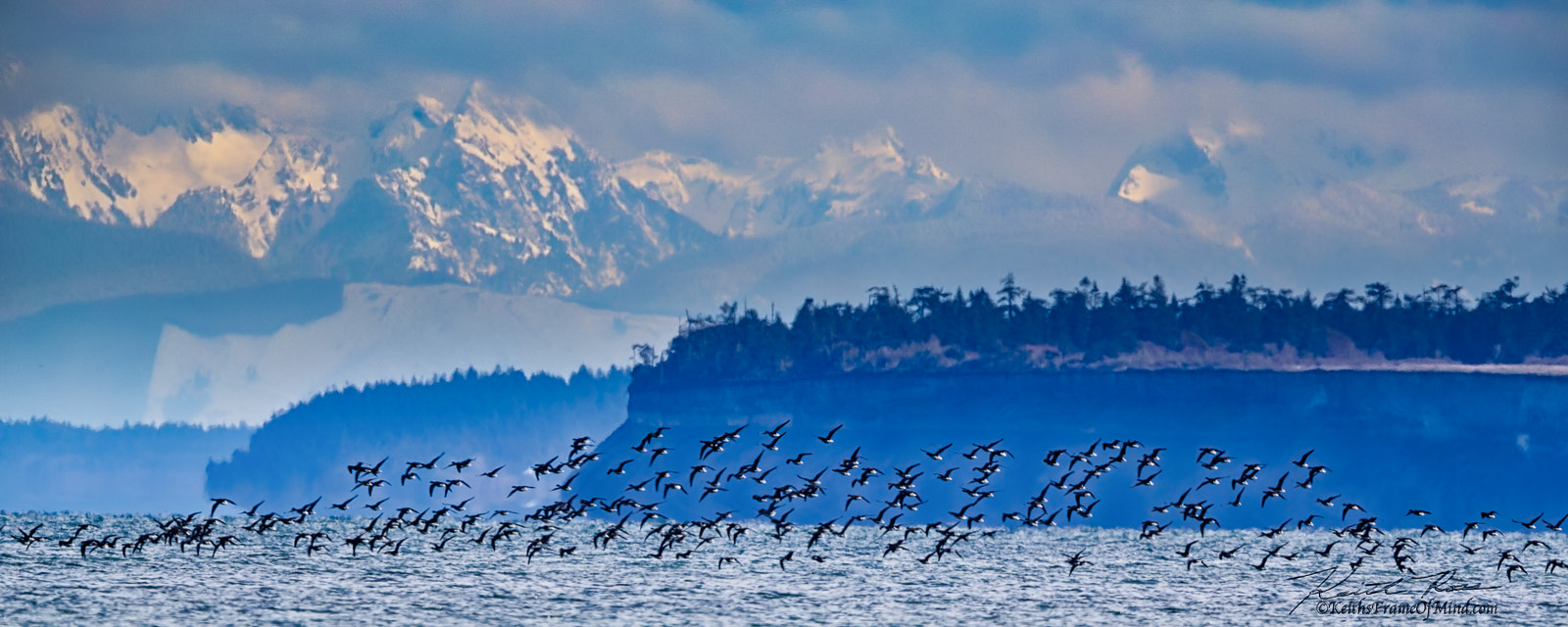 Canon EF 600mm F4L IS II USM sample photo. Brant geese- cascade mountains & protection island photography