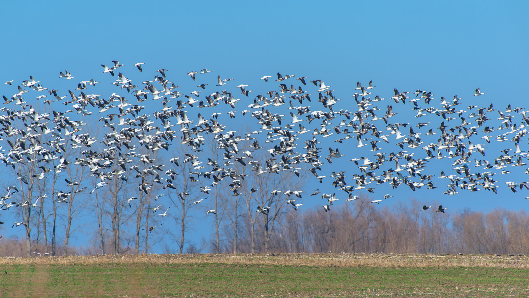 Nikon AF-S Nikkor 200-500mm F5.6E ED VR sample photo. Snow geese photography