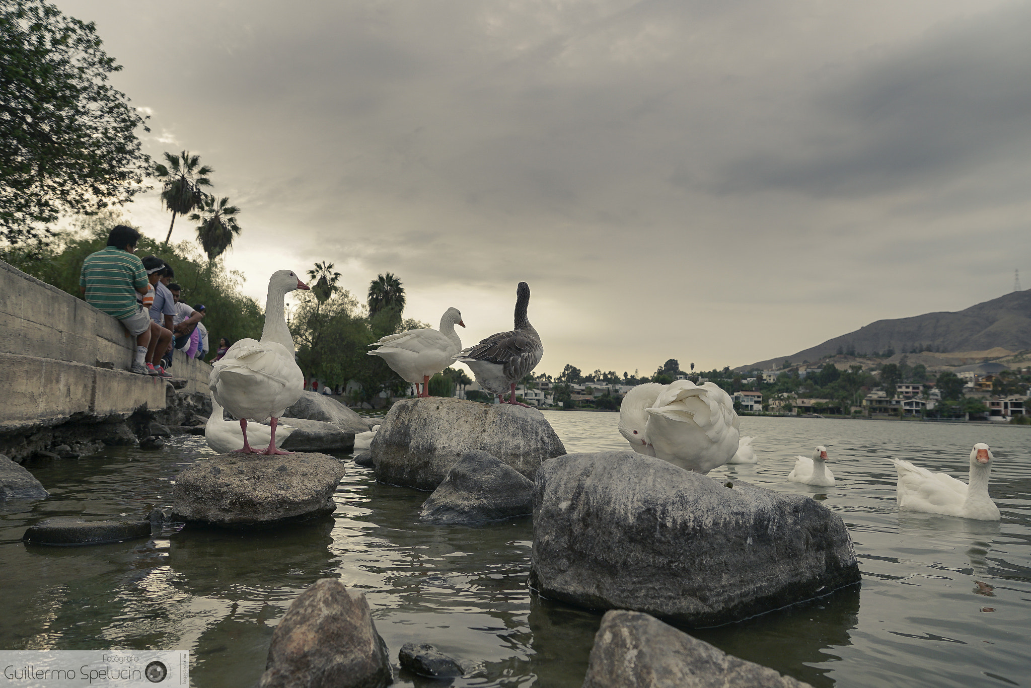 Sony a7R II + Sony DT 16-50mm F2.8 SSM sample photo. The geese of rinconada photography