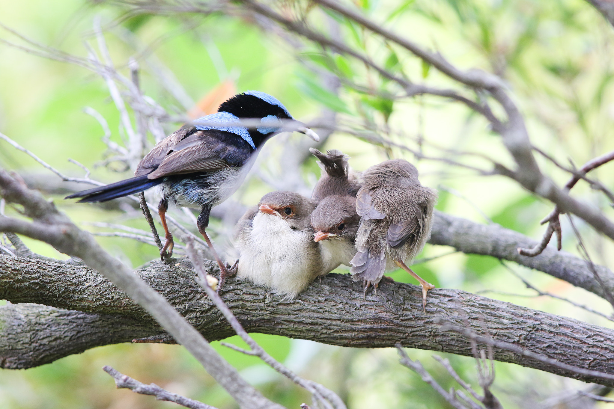Canon EF 600mm F4L IS II USM sample photo. Superb fairy wren photography