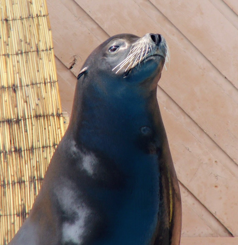 KONICA MINOLTA DiMAGE Z6 sample photo. Haughty sea lion photography
