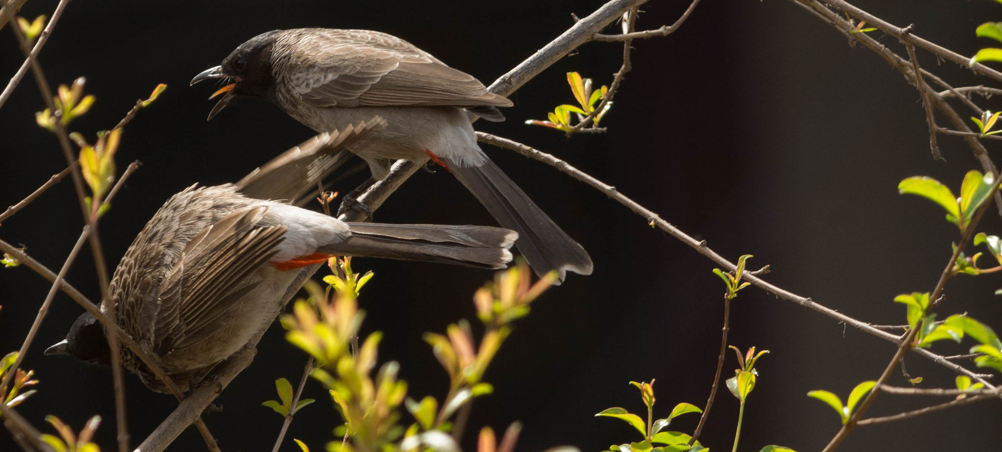 Nikon D7100 + Nikon AF-S Nikkor 300mm F4D ED-IF sample photo. A pair photography