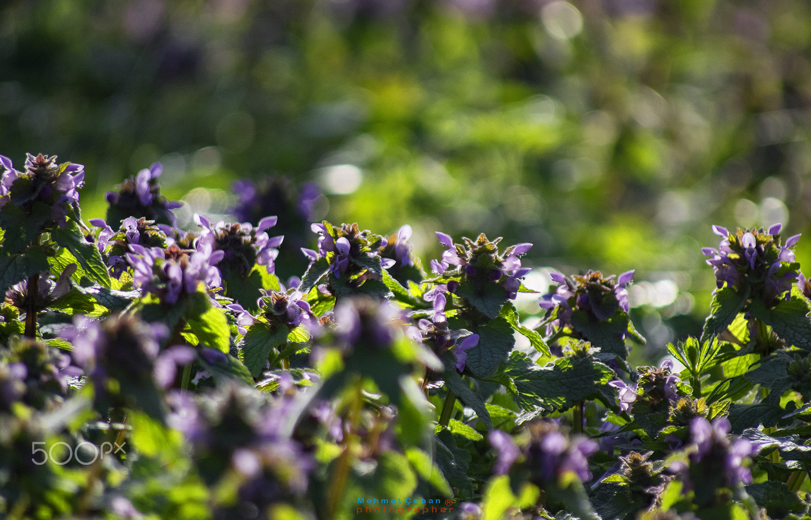 smc PENTAX-FA 100-300mm F4.7-5.8 sample photo. Spring coming photography