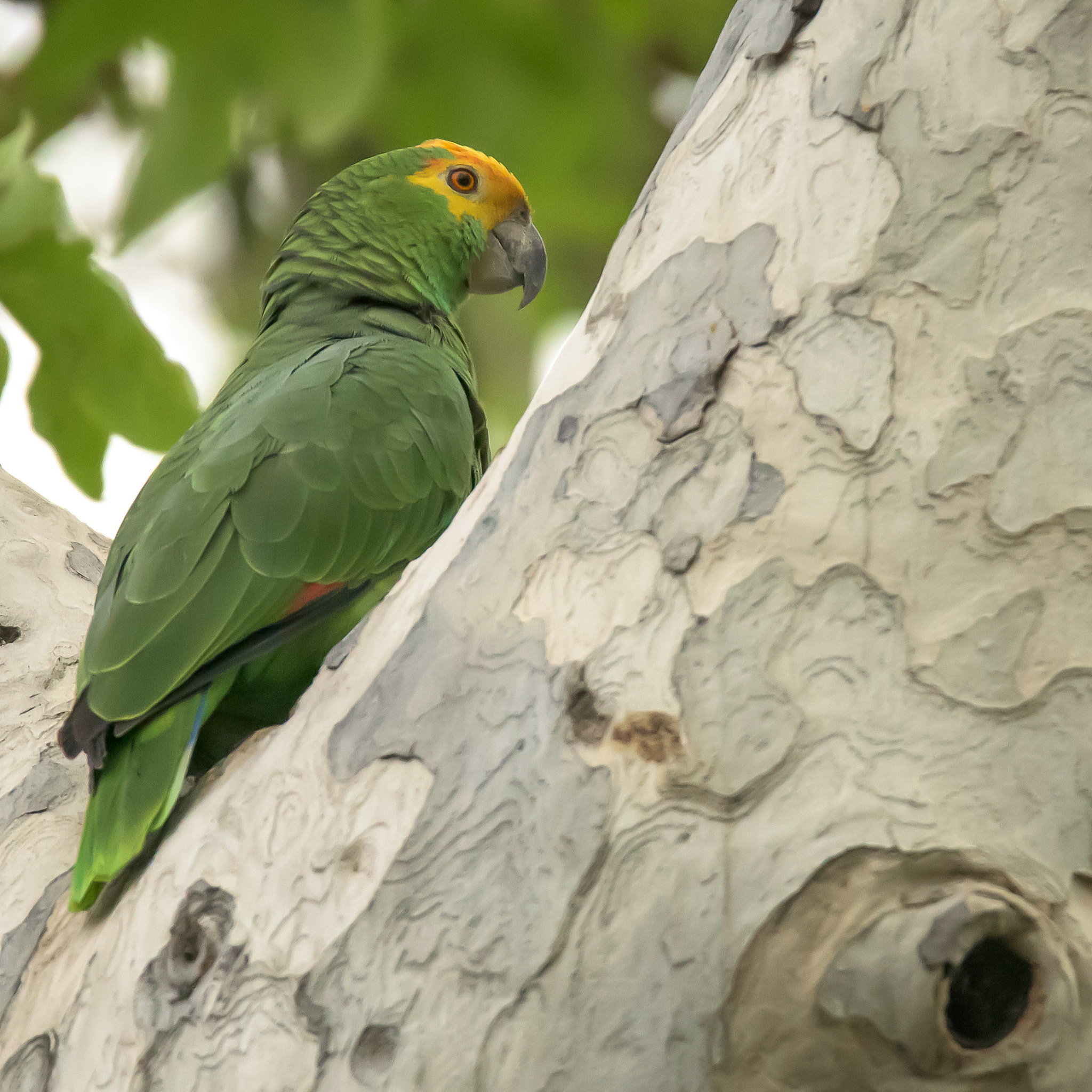 Nikon D810 sample photo. Yellow and green parrot photography