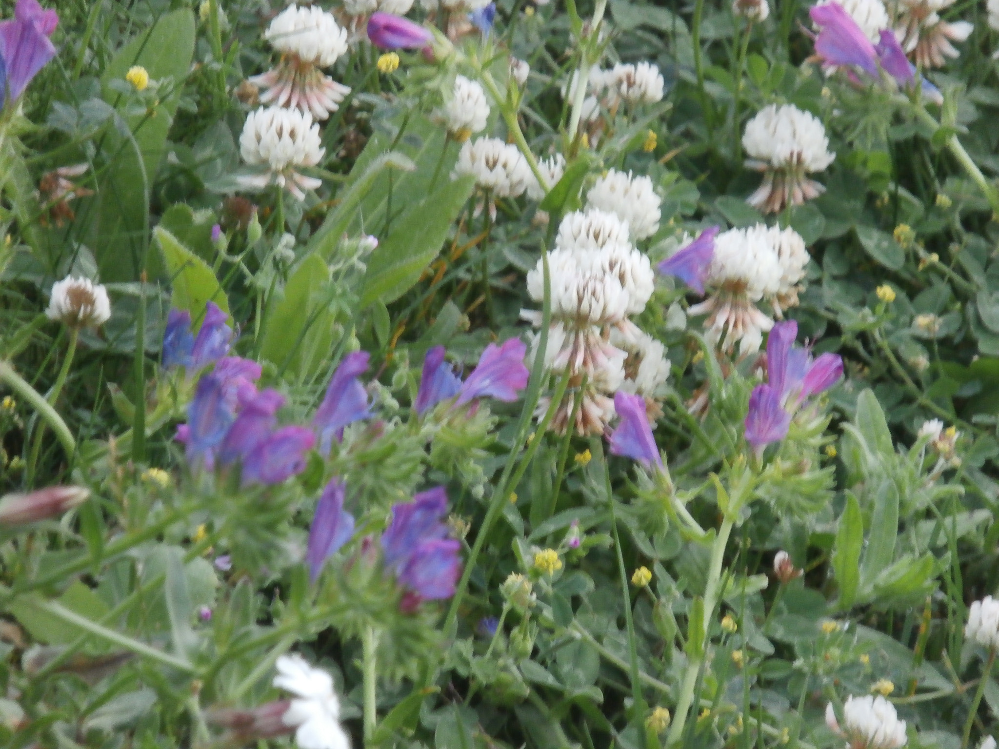 Olympus SZ-15,DZ-100 sample photo. Olympus digital camera photography