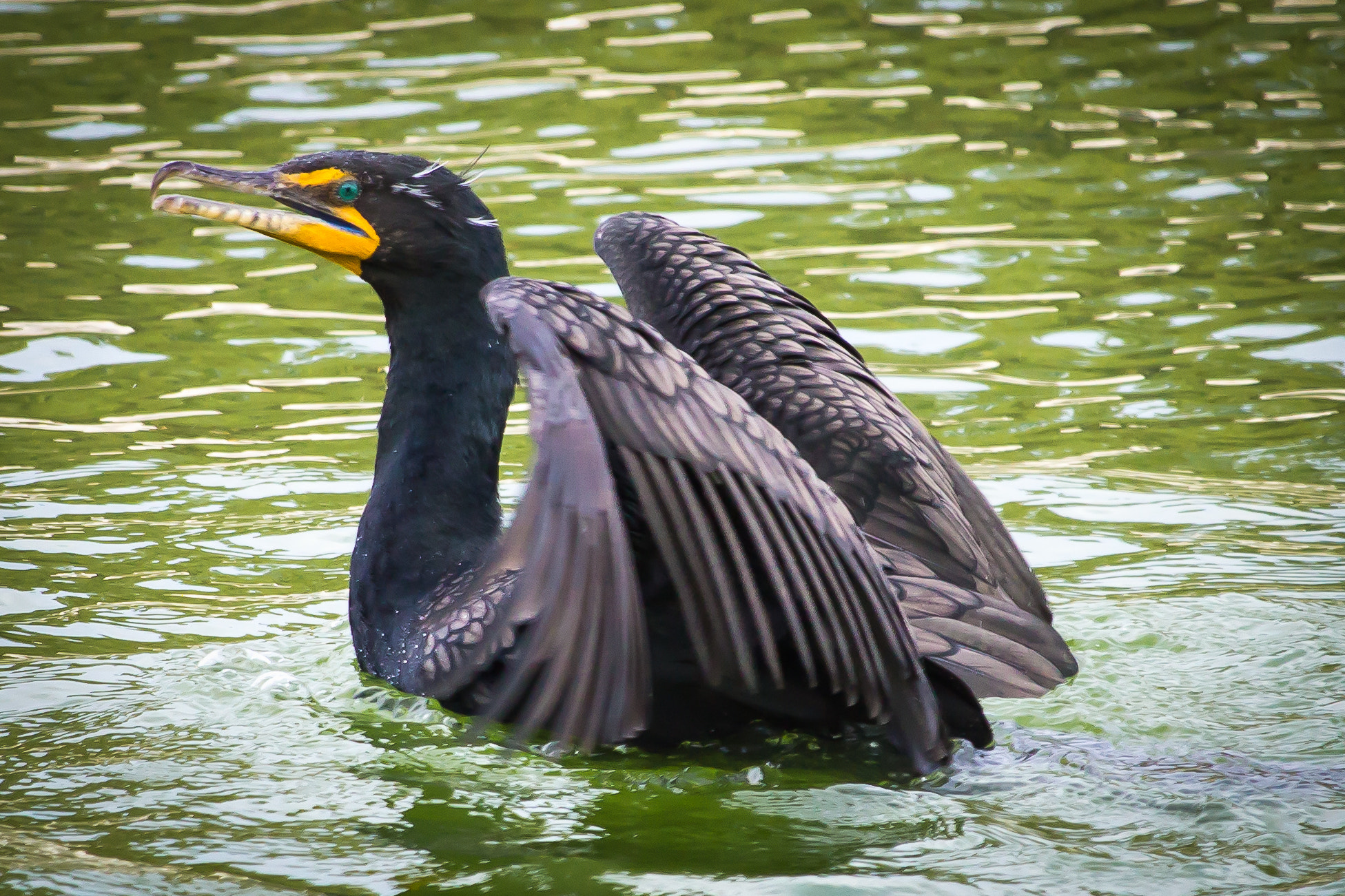 Canon EF-S 55-250mm F4-5.6 IS STM sample photo. Double created cormorant photography