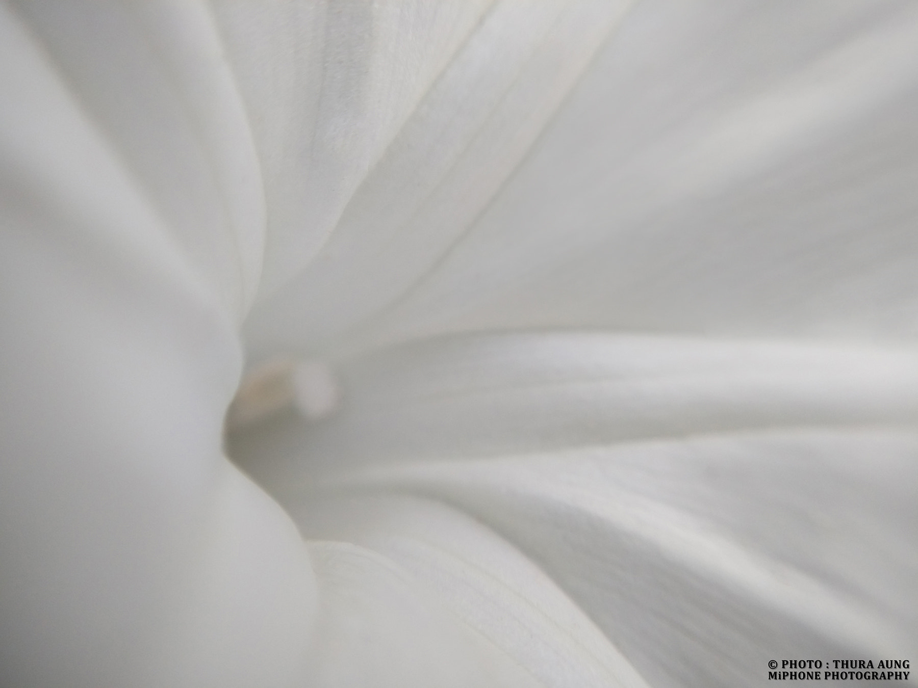 Xiaomi MI3 sample photo. W h i t e photography