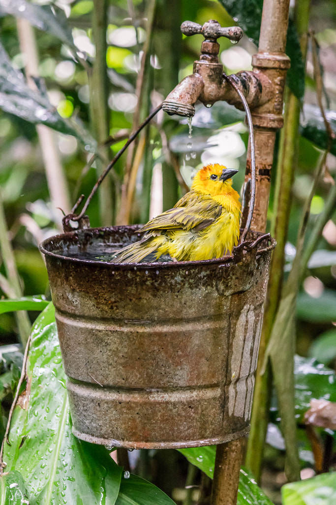 Canon EF-S 55-250mm F4-5.6 IS sample photo. Wet feathers photography