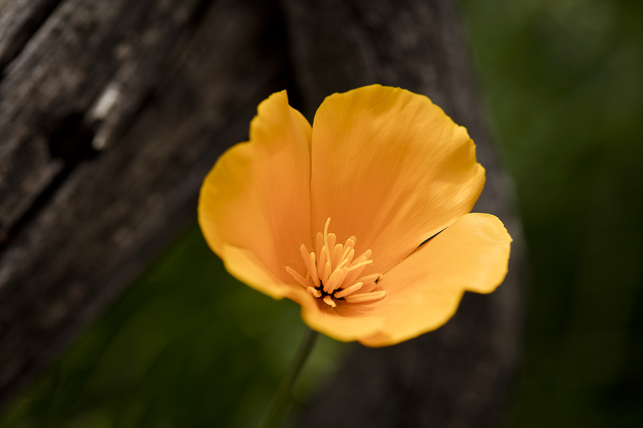 Canon EF 100mm F2.8L Macro IS USM sample photo. Poppy photography