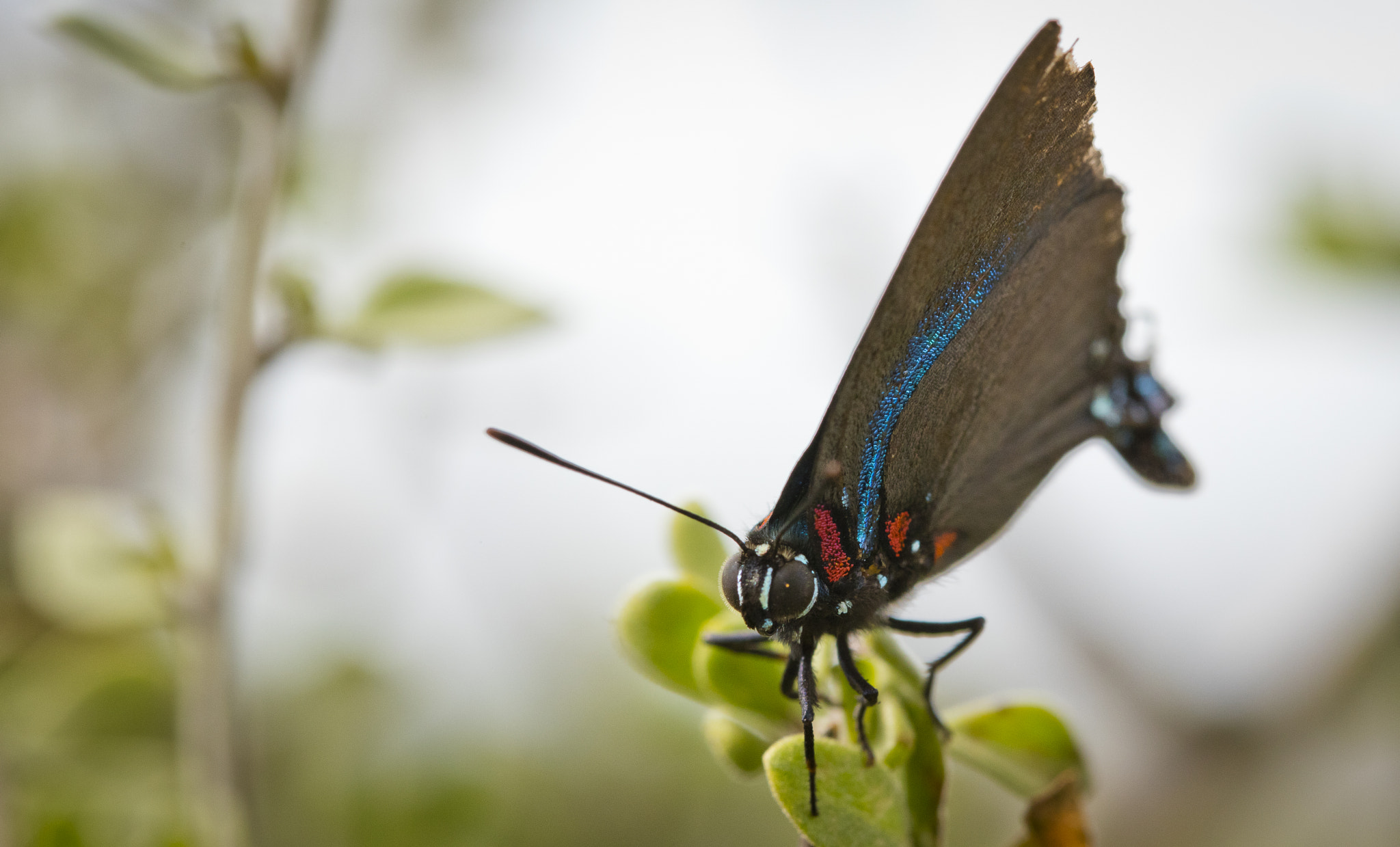 Canon EF 100mm F2.8L Macro IS USM sample photo. Peridot butterfly photography