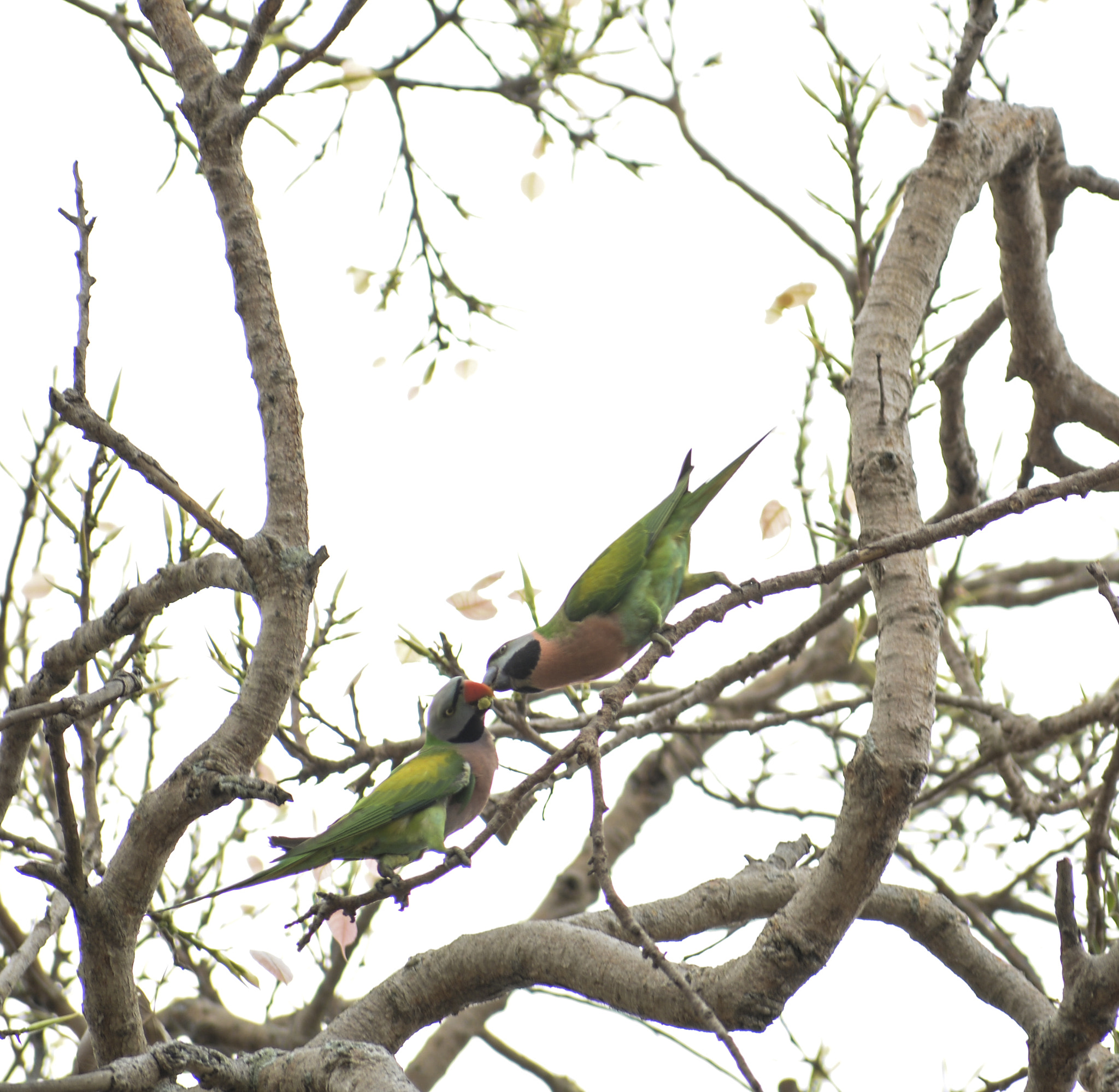 Sigma 70-300mm F4-5.6 DG OS sample photo. Love bite of parrot photography