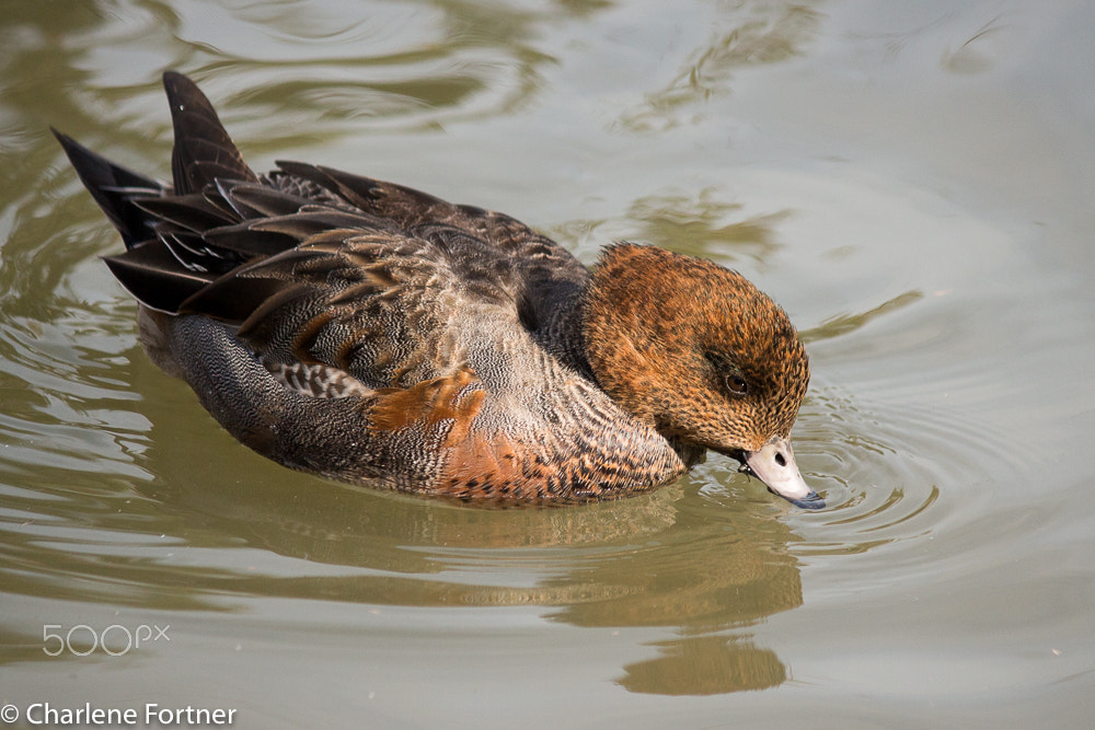 Canon EOS 650D (EOS Rebel T4i / EOS Kiss X6i) + Canon EF-S 55-250mm F4-5.6 IS sample photo. Eurasian wigeon photography